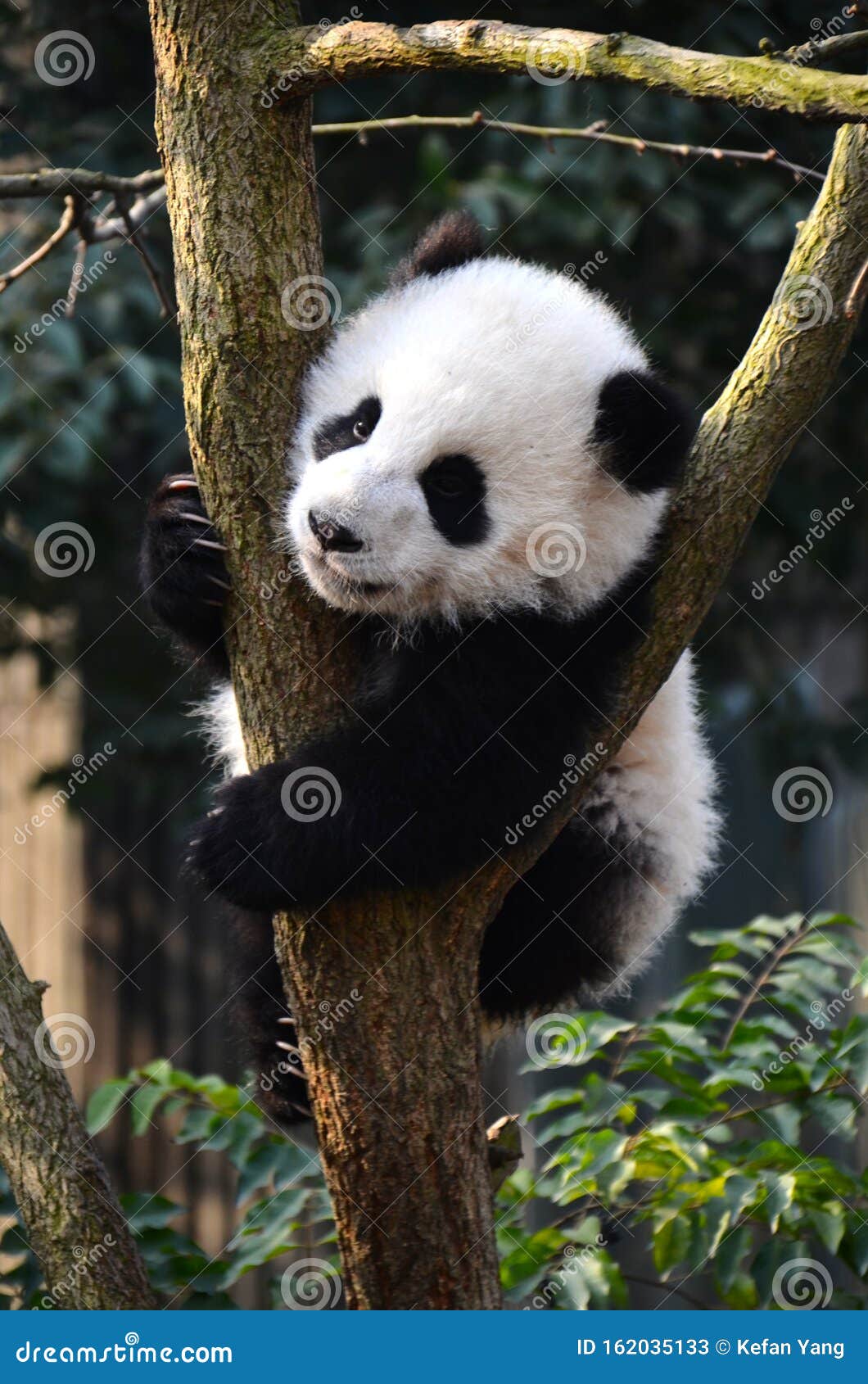 Cute panda kung fu panda Ailuropoda melanoleuca proteção animal fauna selvagem
Chengdu, Sichuan, Tesouro Nacional Chinês, Urso de Panda, Urso de Bambu, Cão de Prata, Caverna, Du Dong, Zhiyi, Yi, Leopardo, Homem de Ferro