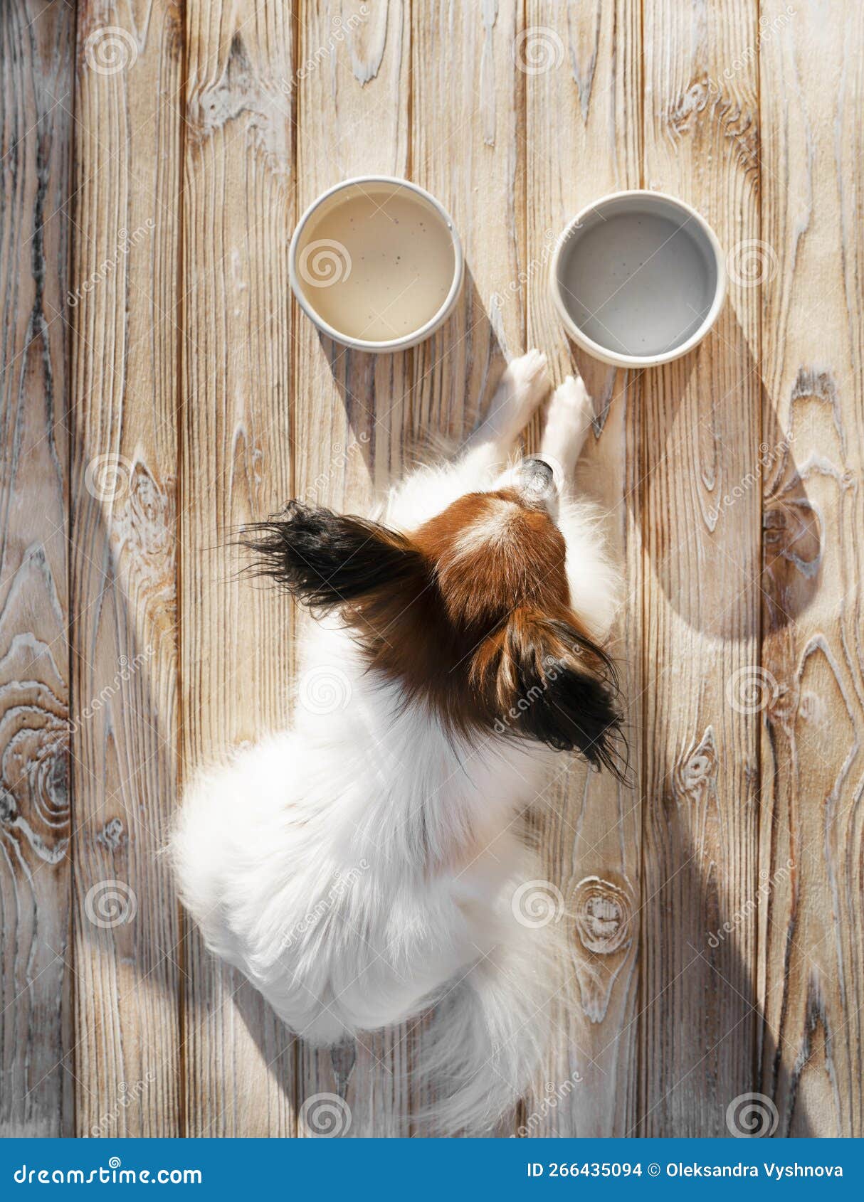 Cute Papillon Dog Eats Food from Plates Stock Photo Image of animal