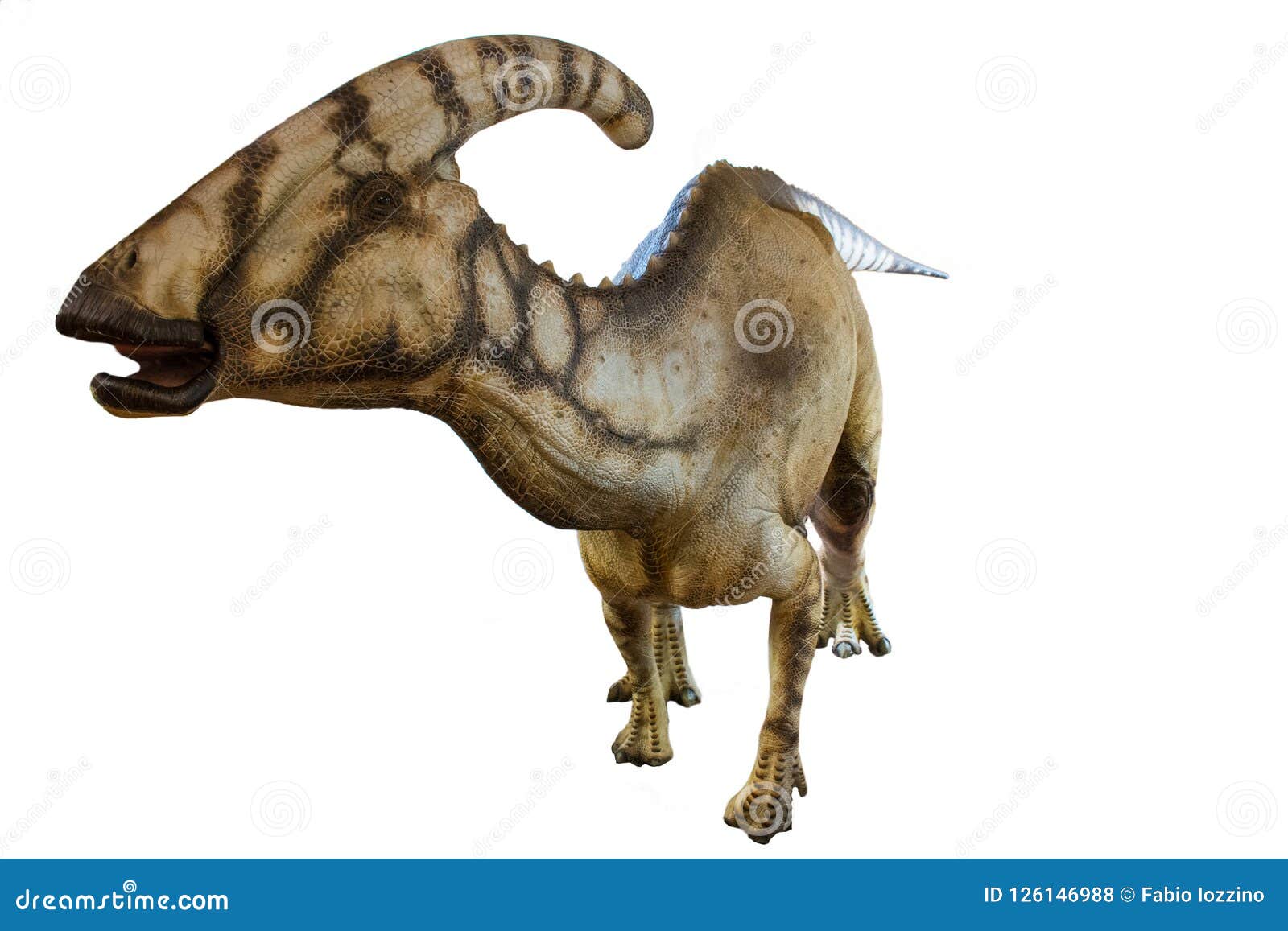 Portrait Of A Dinosaur Called Parasaurolophus On White Background Stock Photo Image Of Fauna Fight