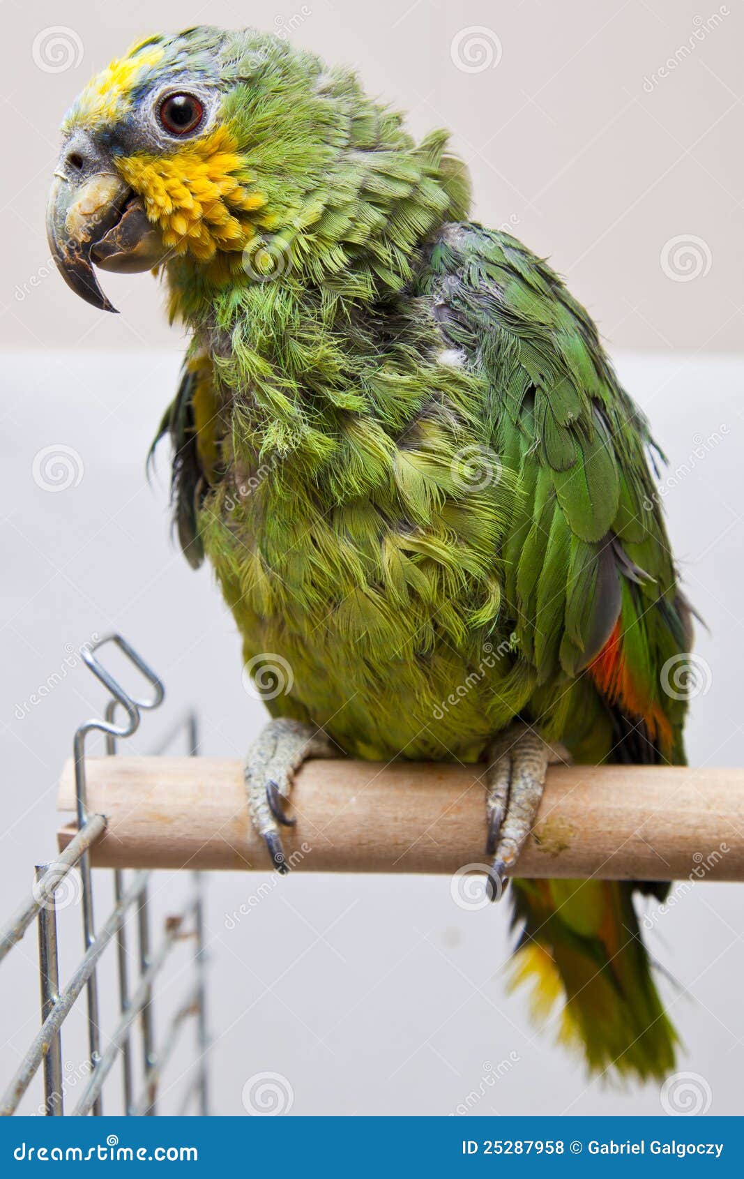 Cute parrot stock photo. Image of green, camera, creature - 25287958