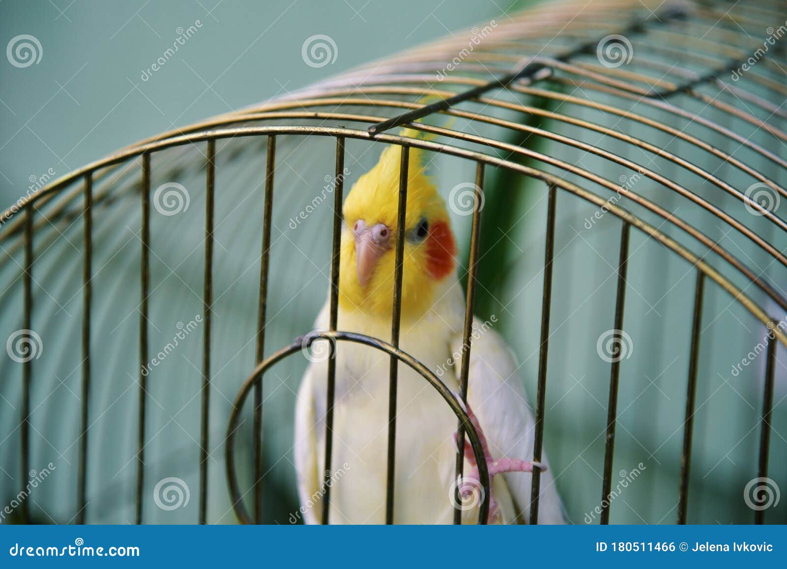 Cute Parrot Cockatiel Nymphicus Bird in Golden Cage Stock Photo ...