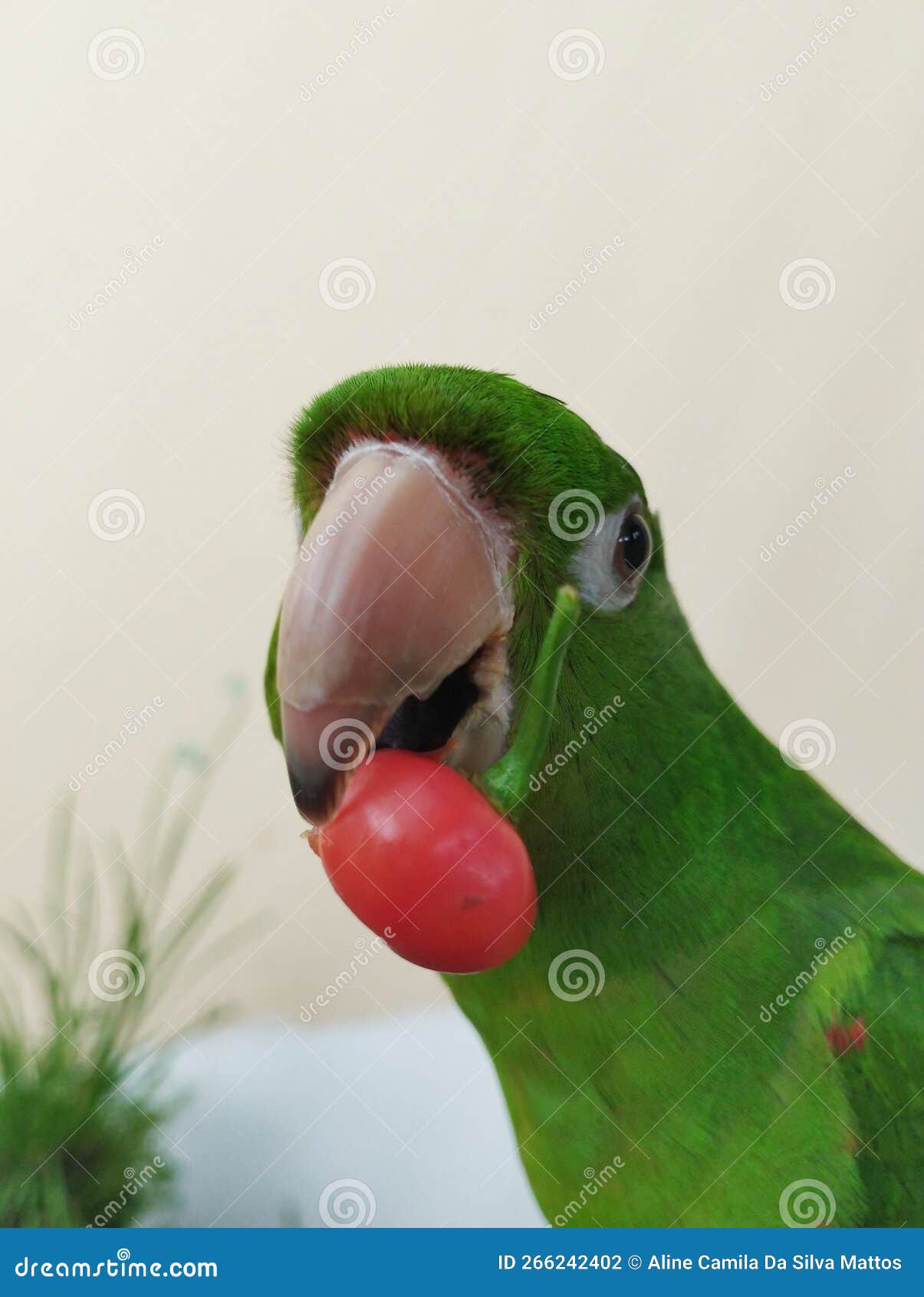 Cute Parrot Holding Pepper with Its Beak Stock Photo Image of cute