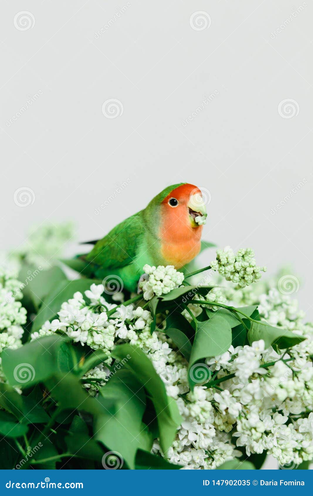 Cute Parrot Lovebirds Sitting on a Bouquet of Lilac Stock Image ...