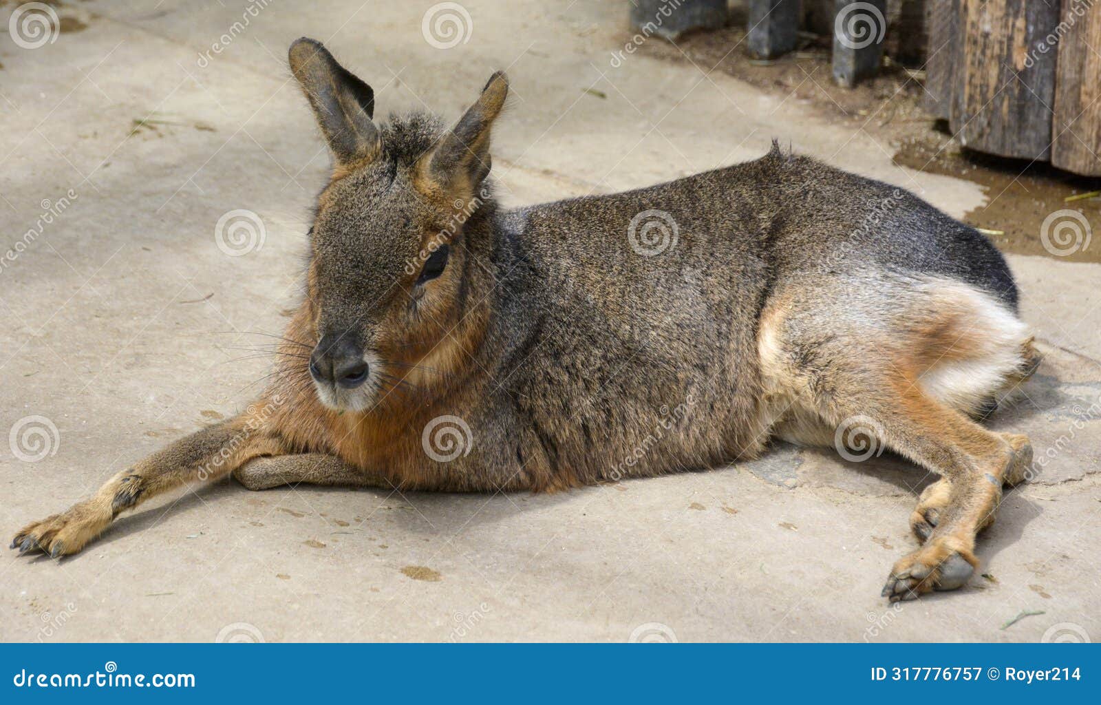 patagonian cavy
