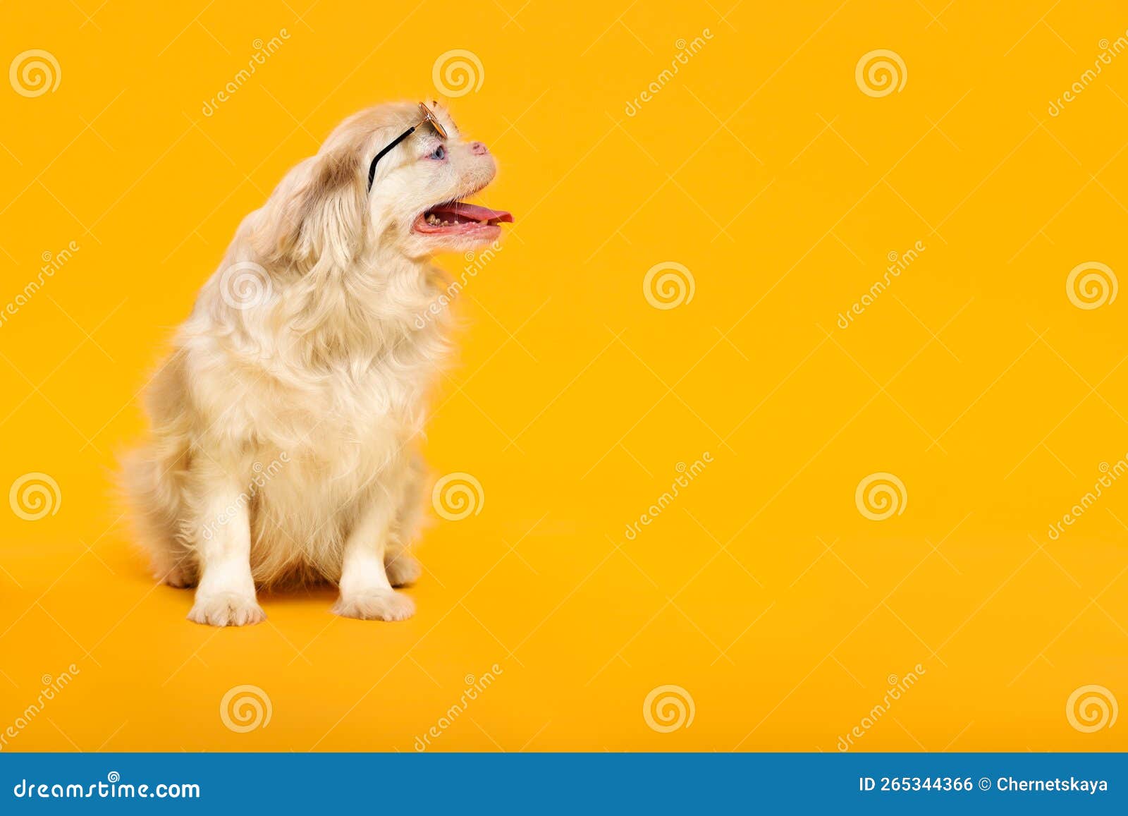 Cute Pekingese Dog with Sunglasses on Yellow Background. Space for Text