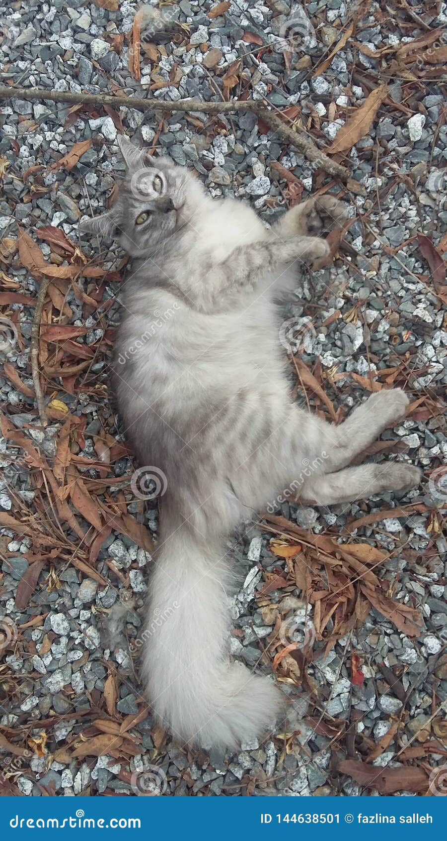 cute persian cat on small rocks