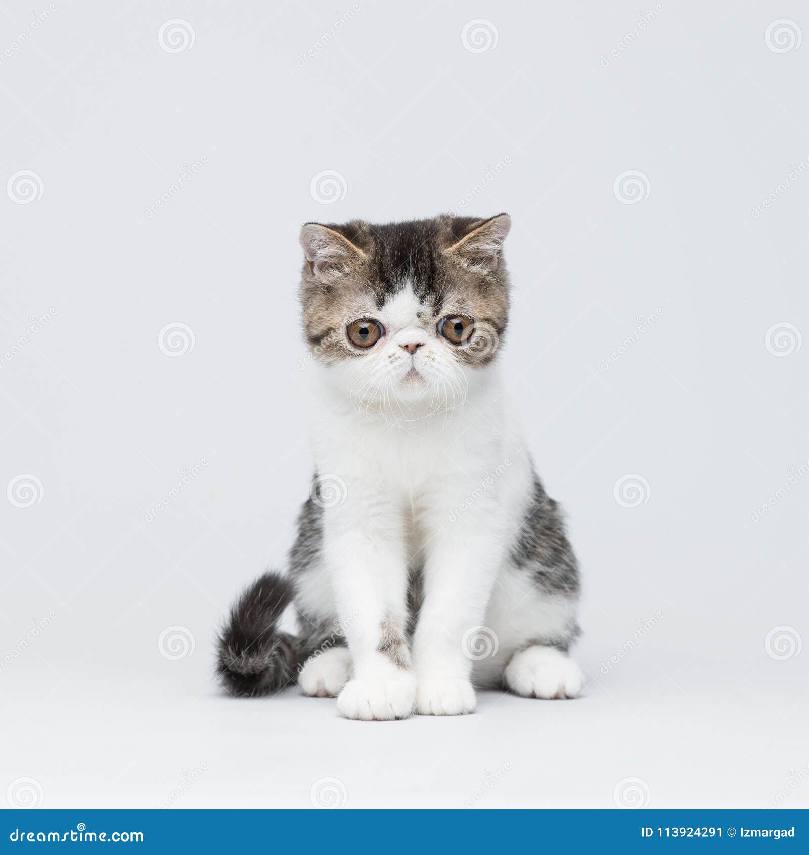 2,446 Persian Shorthair Stock Photos - Free & Royalty-Free Stock Photos from Dreamstime 2,446 Persian Shorthair Stock Photos - Free & Royalty-Free Stock Photos from Dreamstime
