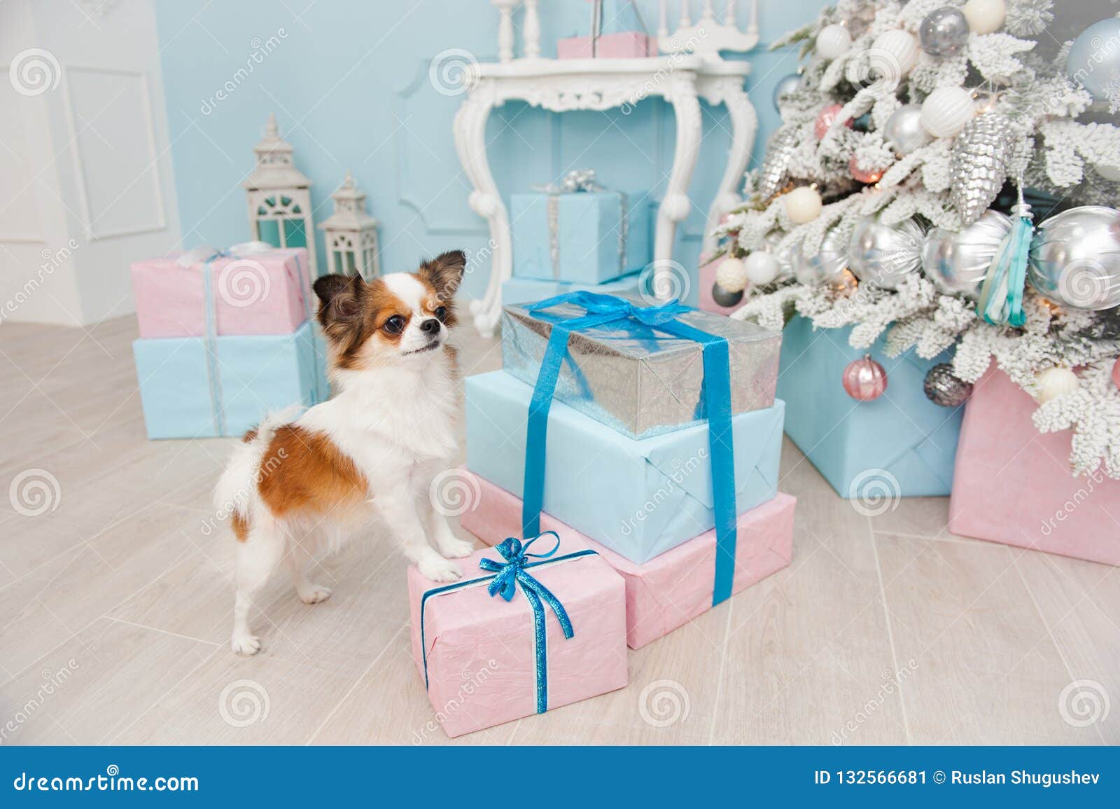 Adorable Cute Dog Chihuahua Christmas Pictures