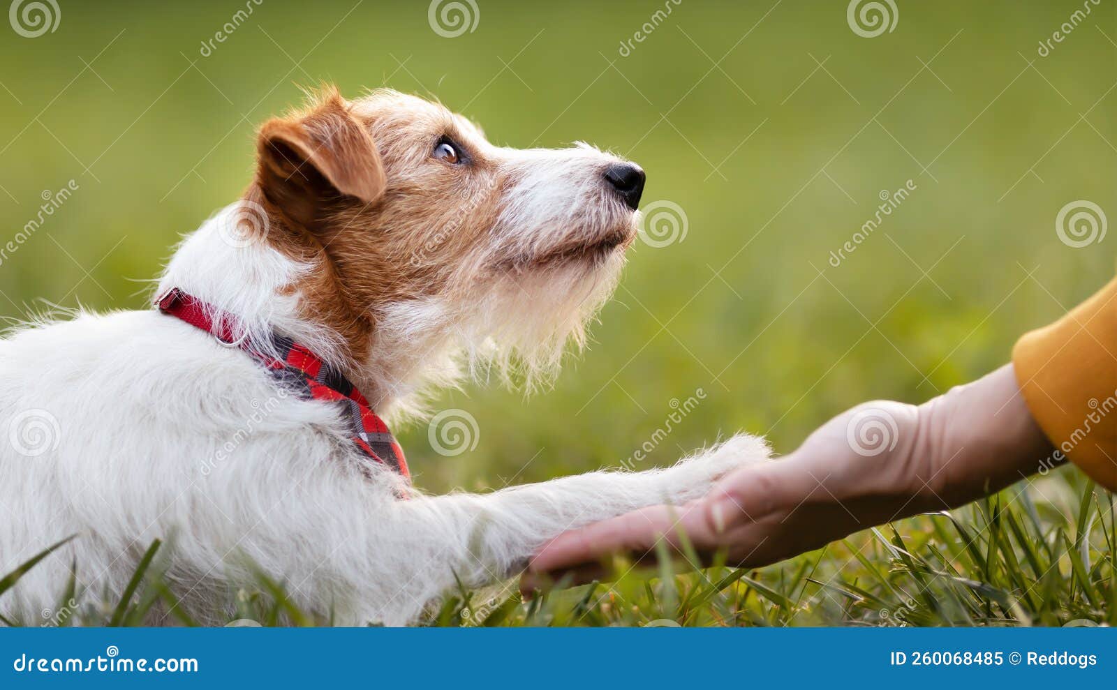 cute pet dog giving paw to her owner trainer, friendship and love of human and animal