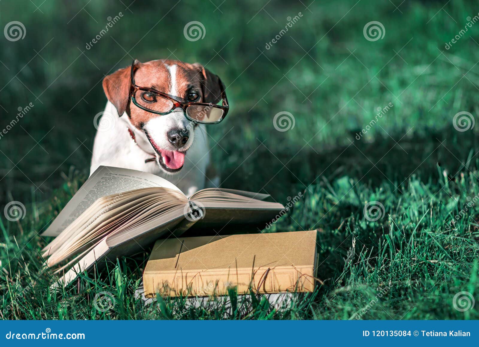 Cute Pet Jack Russel Terrier With Eyeglasses Sitting Outside On
