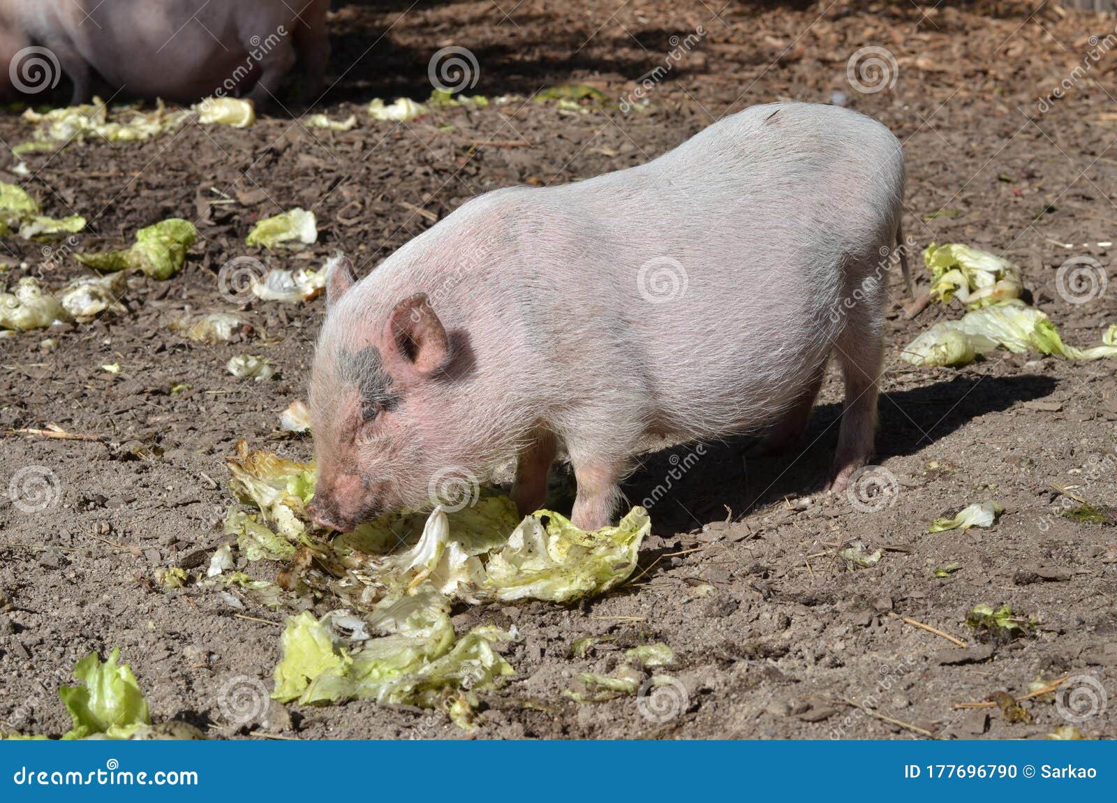 cute piglet eating salad