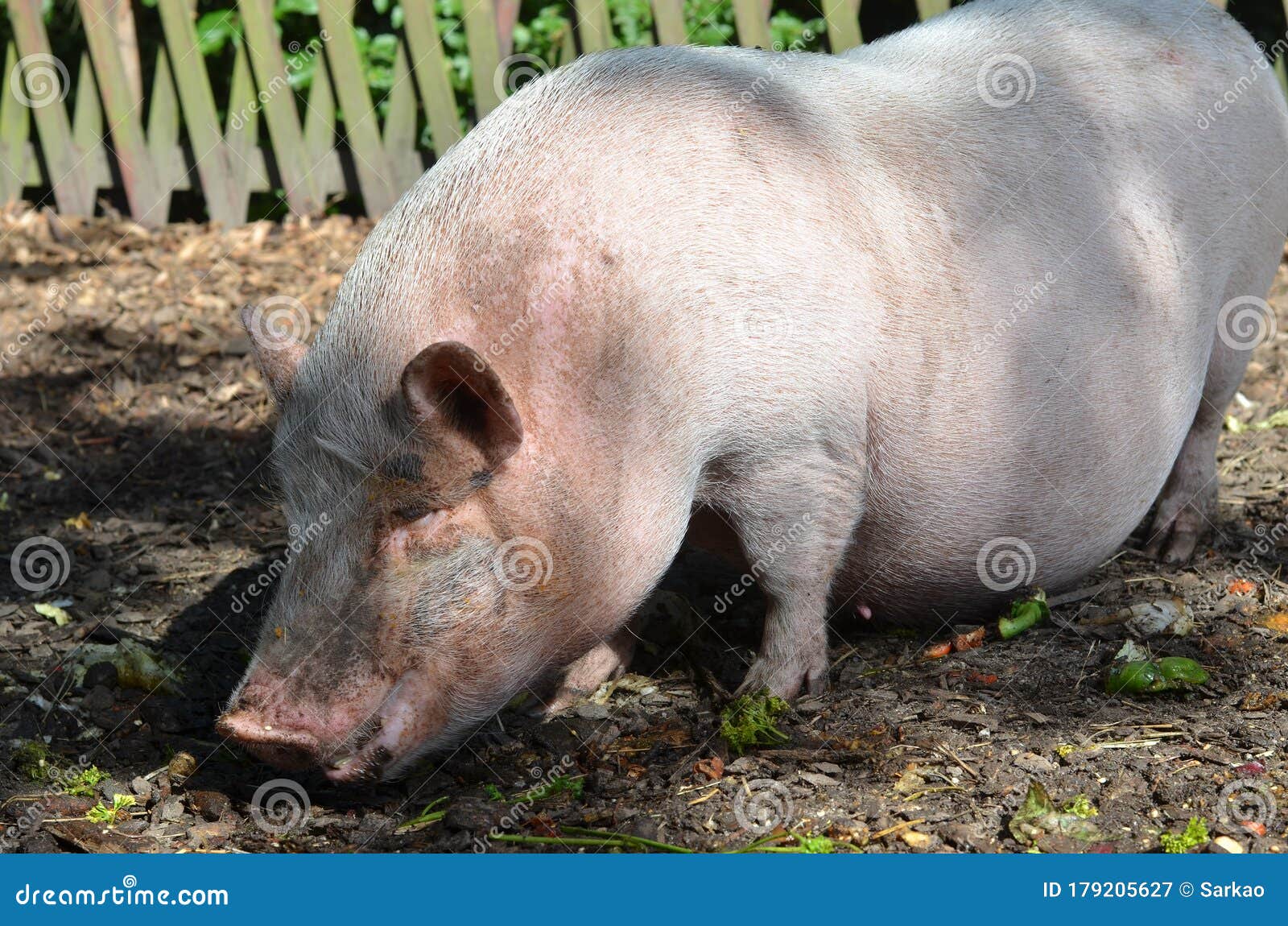 Small pig eating salad stock image. Image of food, animal 179205627