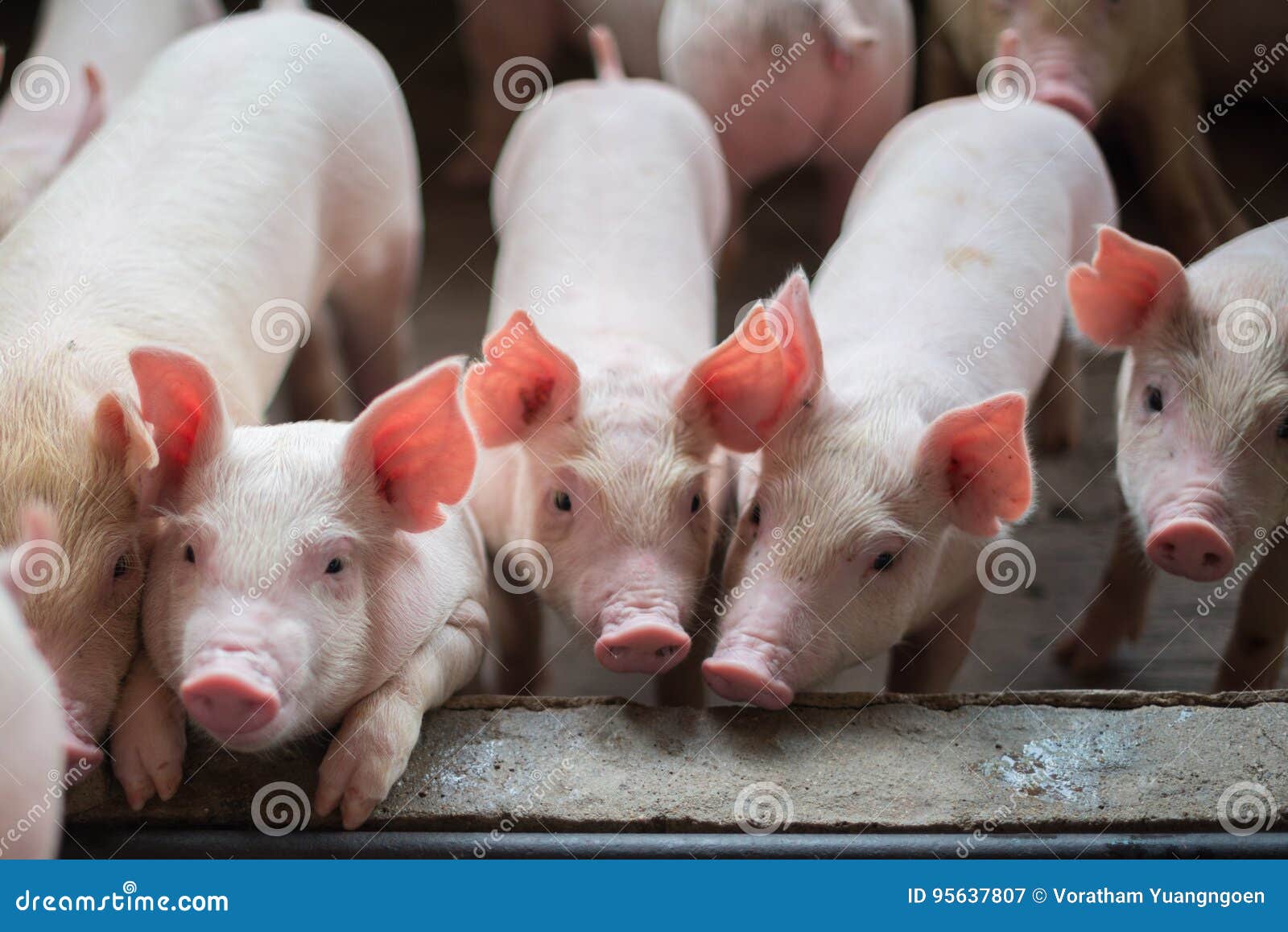 cute piglets in the pig farm