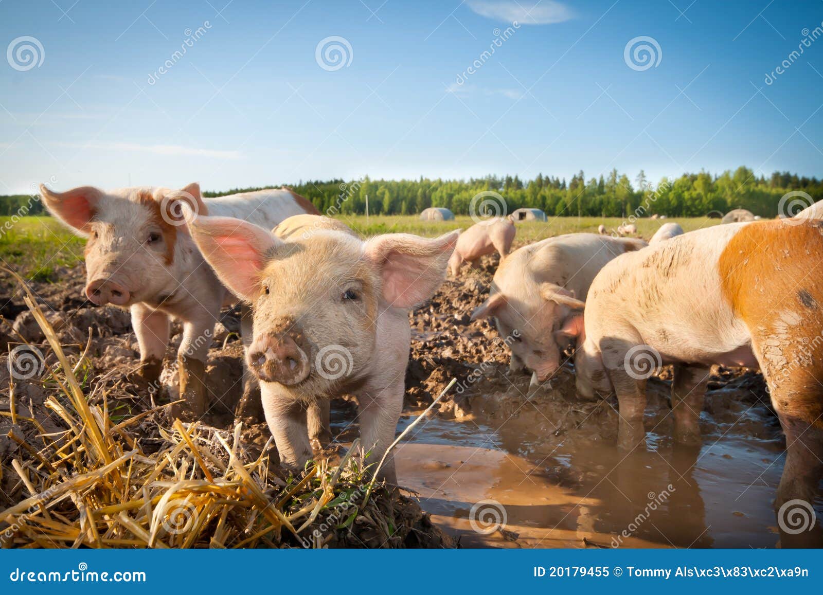 cute pigs