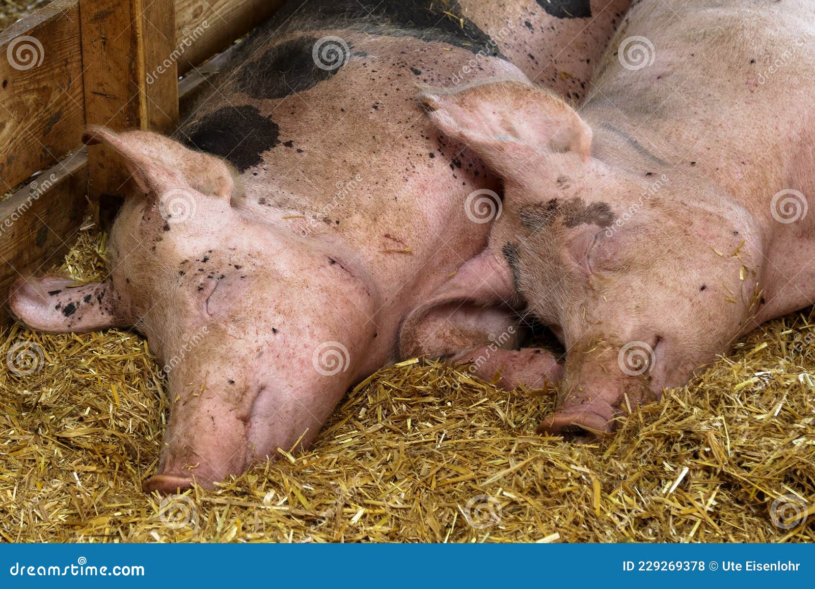Pigs Mating Stock Photos - Free & Royalty-Free Stock Photos from Dreamstime Pigs Mating Stock Photos - Free & Royalty-Free Stock Photos from Dreamstime