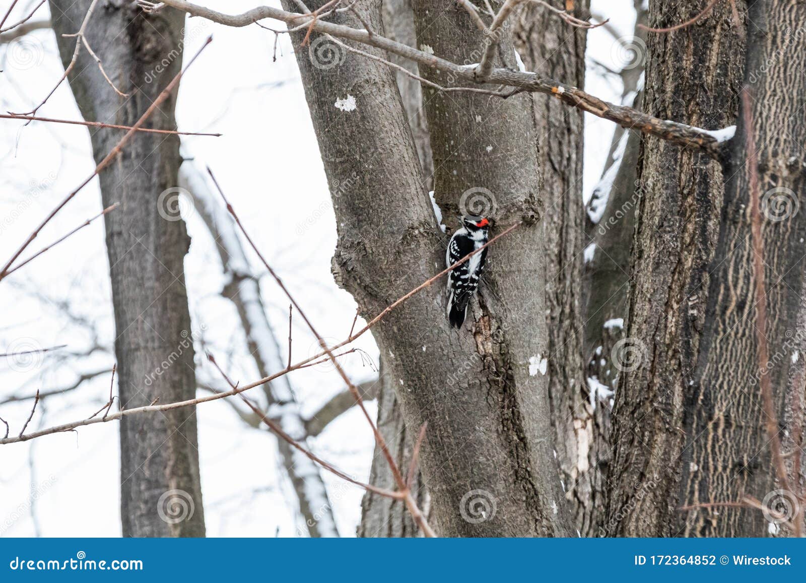 Cute Pileated Woodpecker on a Tree in the Winter Stock Photo - Image of