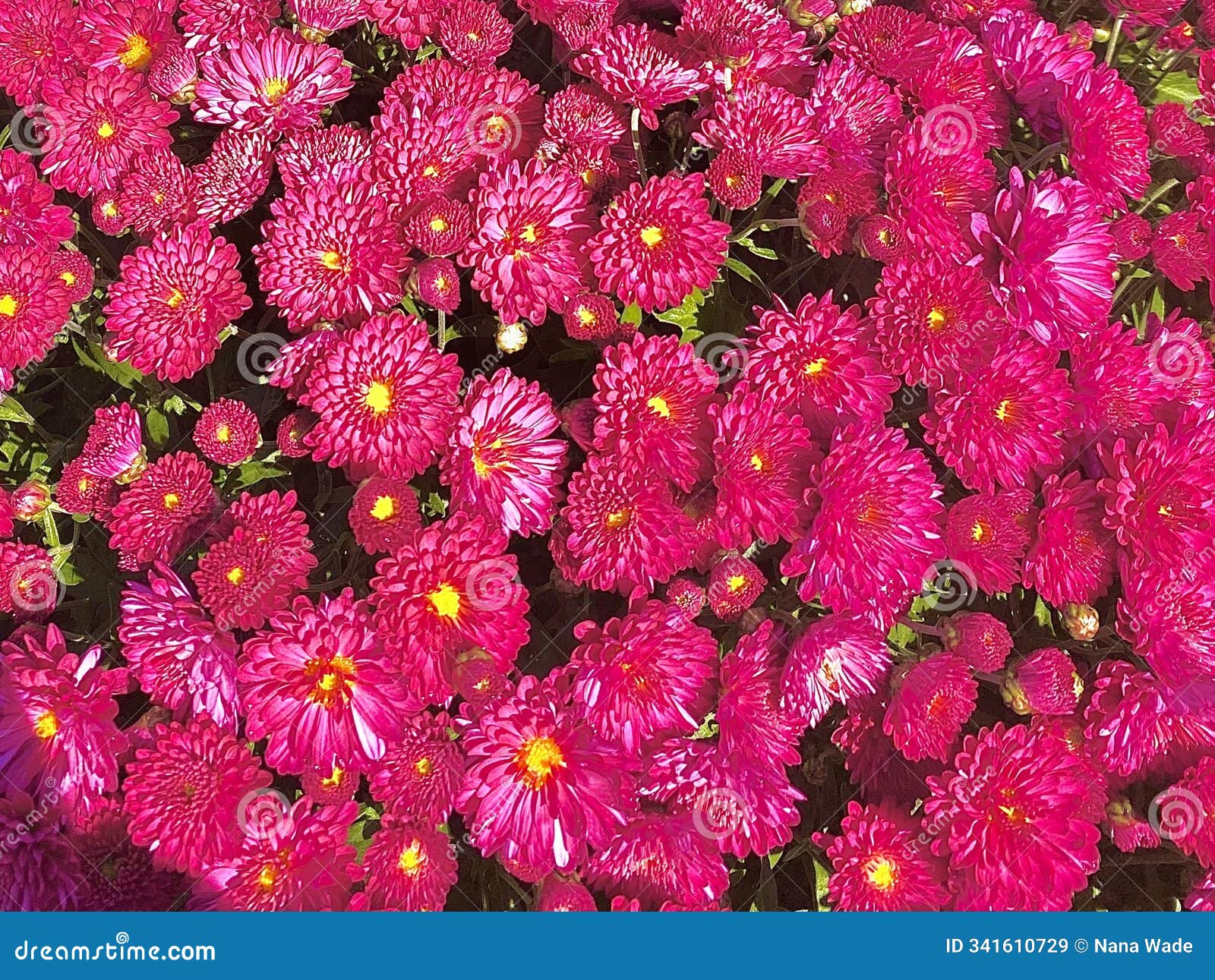 cute pink colorful flowers