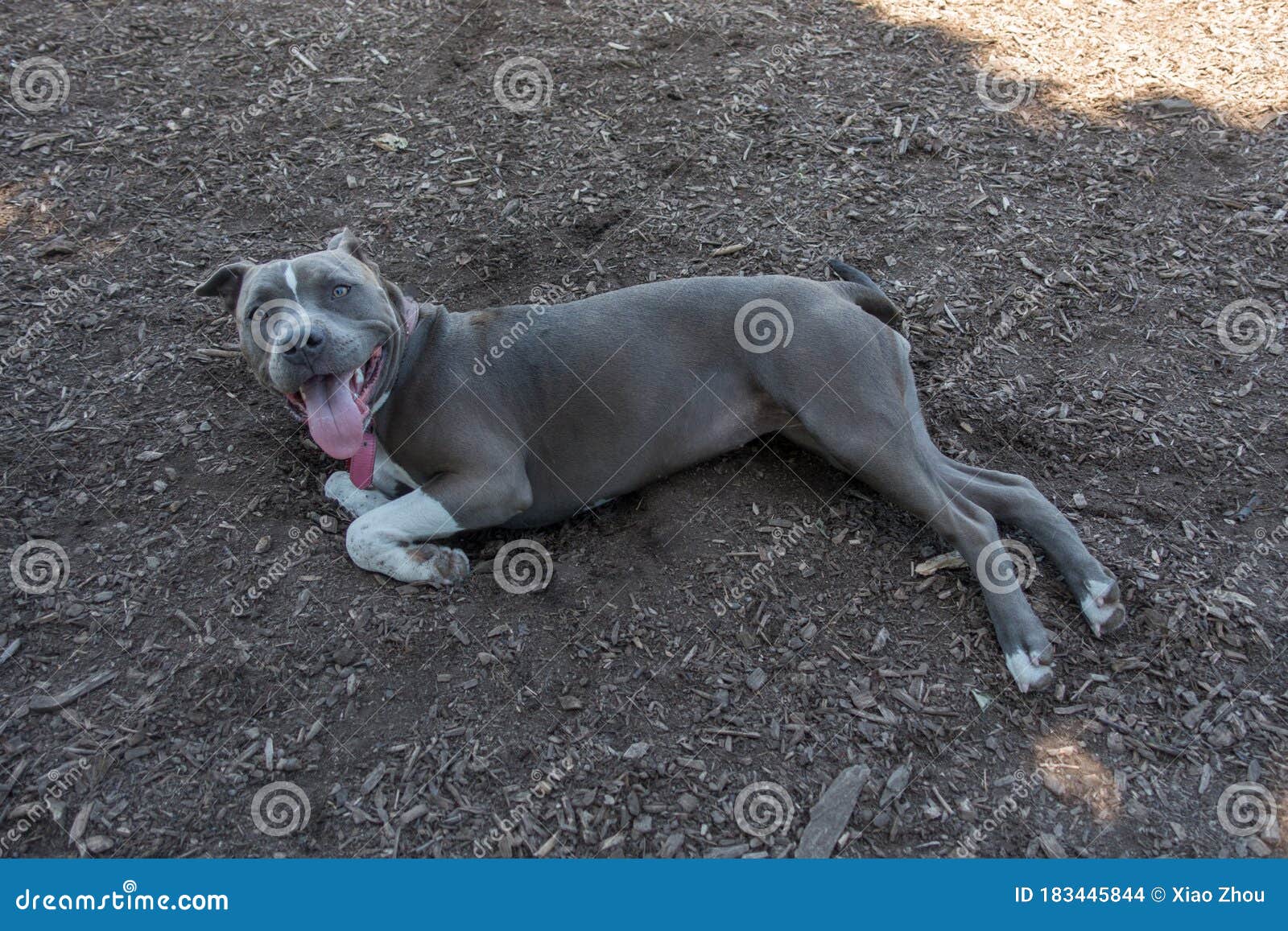 Pet pitbull dog stock photo. Image of smile, bull, fruit 183445844