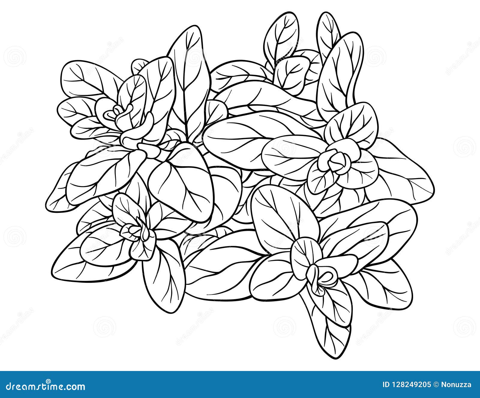 Download Adult Coloring Book,page A Cute Flower,plant Image For ...