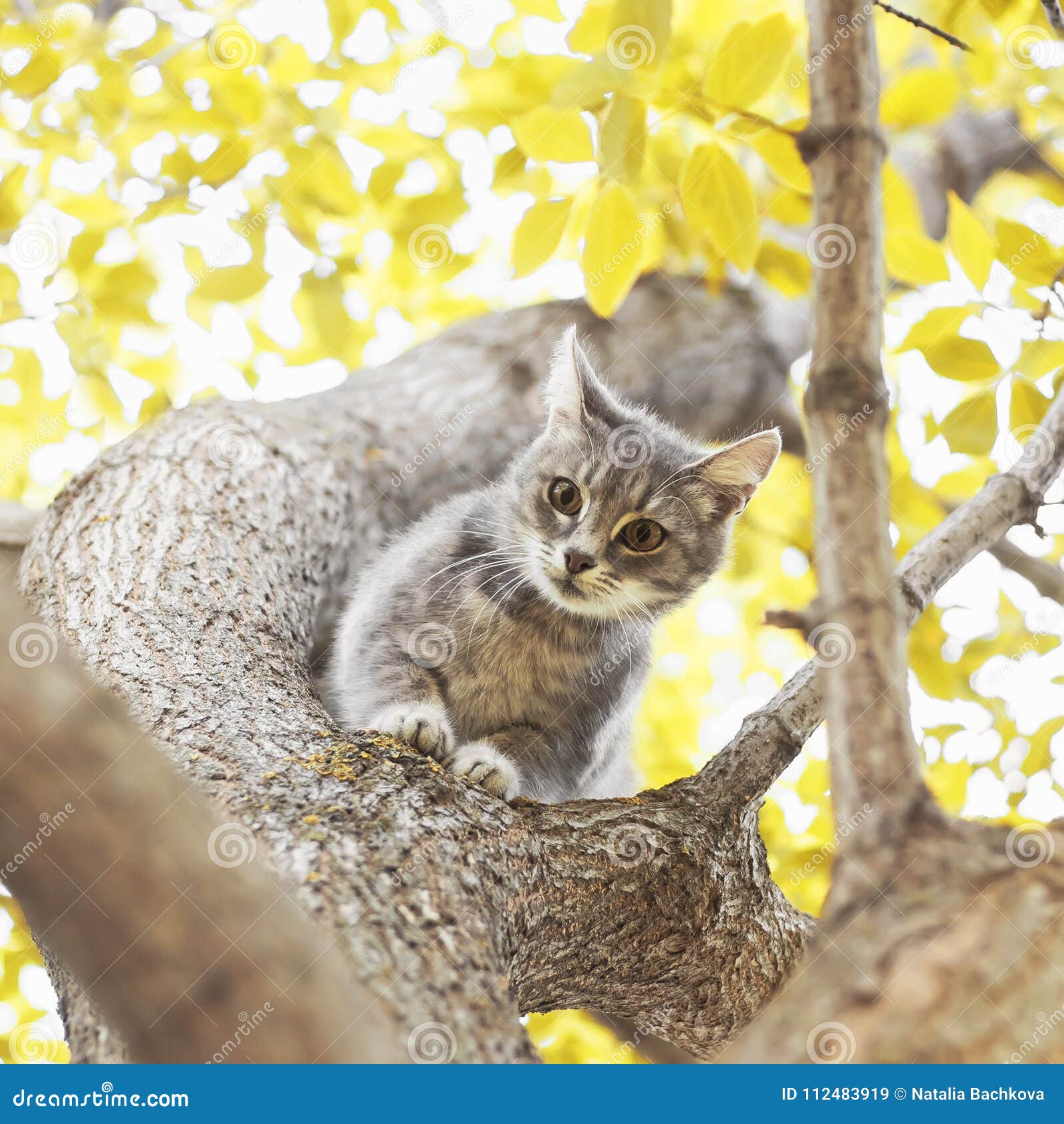 Cute Playful Tabby Kitten Looking Down from a Tree Trunk on a Su Stock