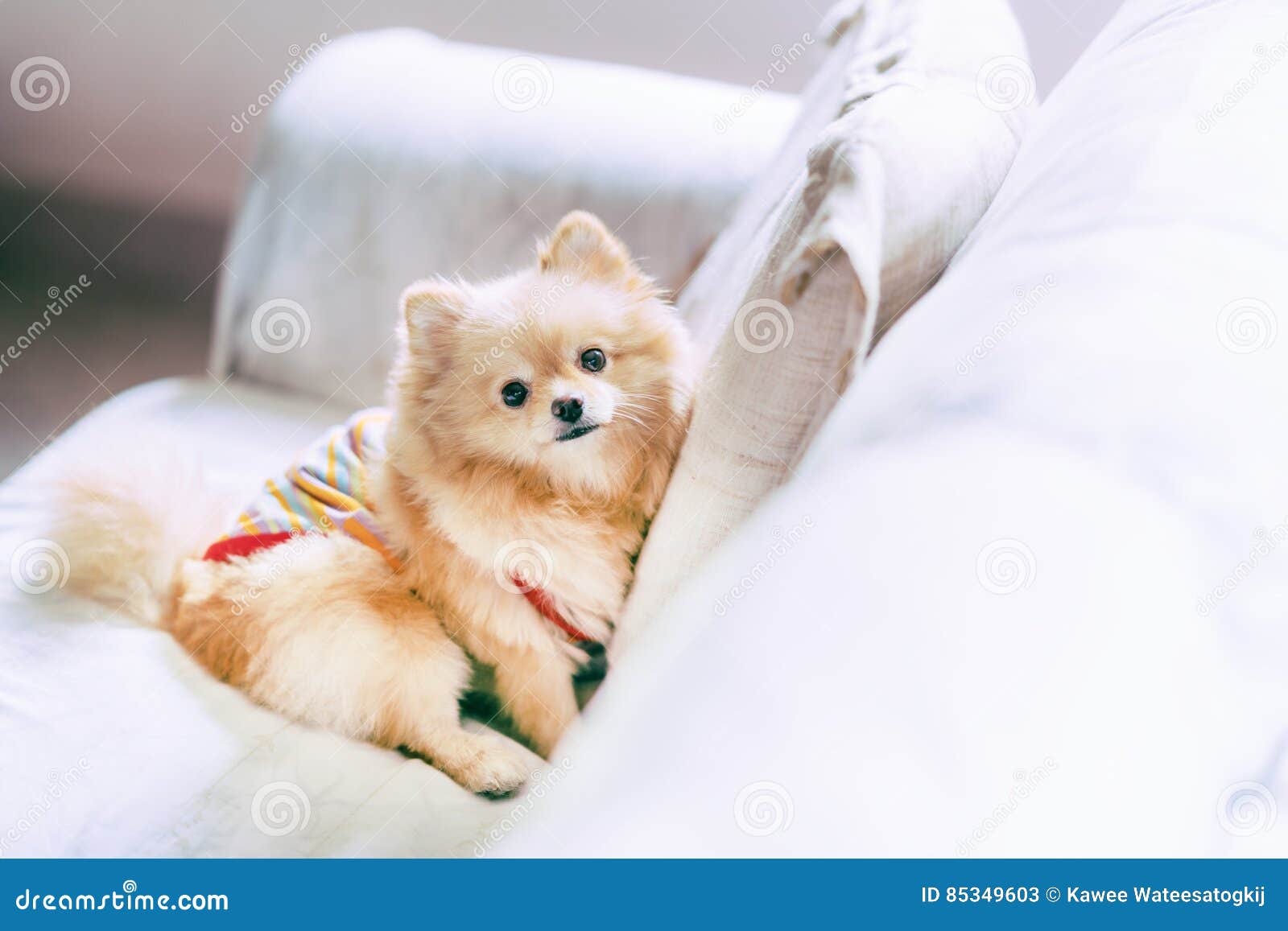 cute dog with copy space cute dog with copy space