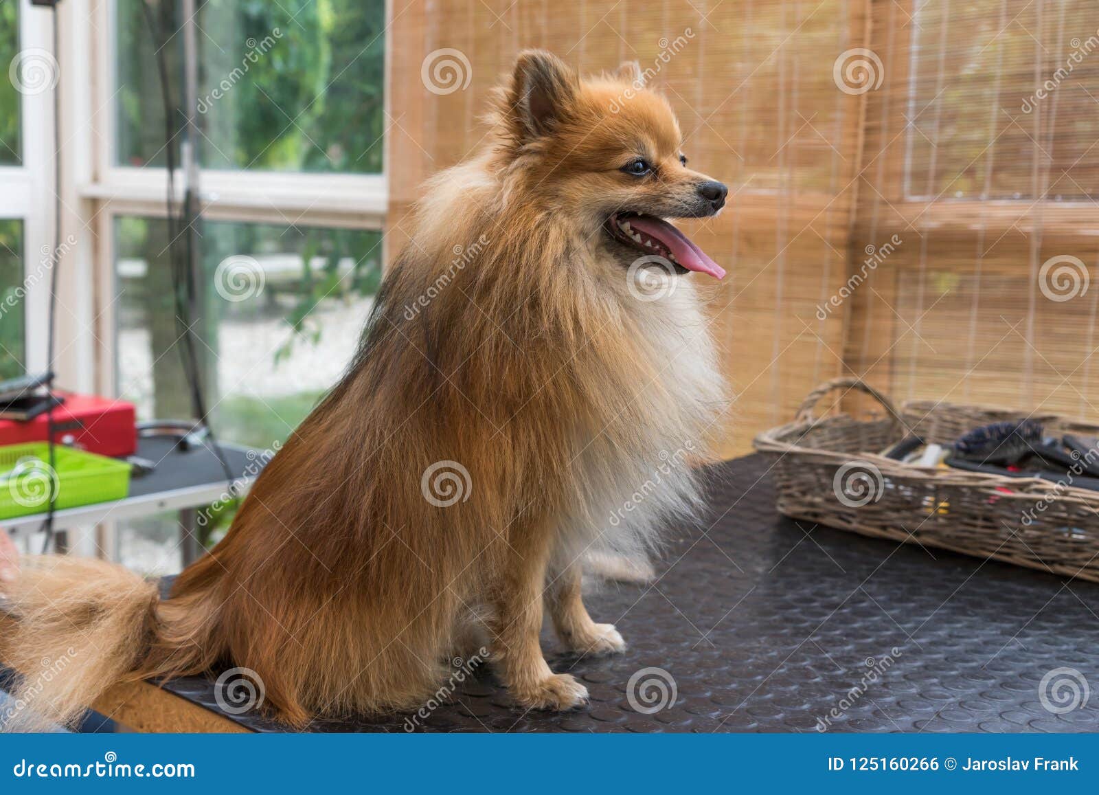 Cute Pomeranian German Spitz Dog Is Sitting On The Grooming Table Stock Photo Image Of Comb Adorable 125160266