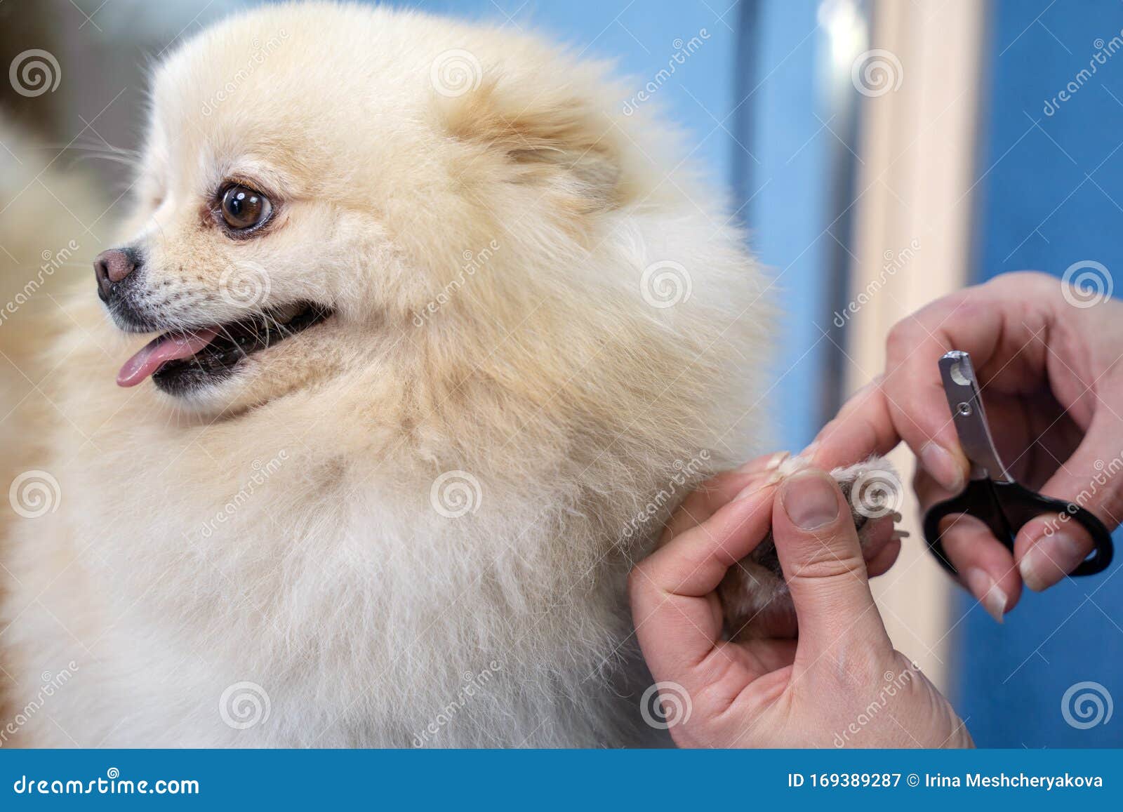 Dog Nail Dremel Stock Photos - Free & Royalty-Free Stock Photos