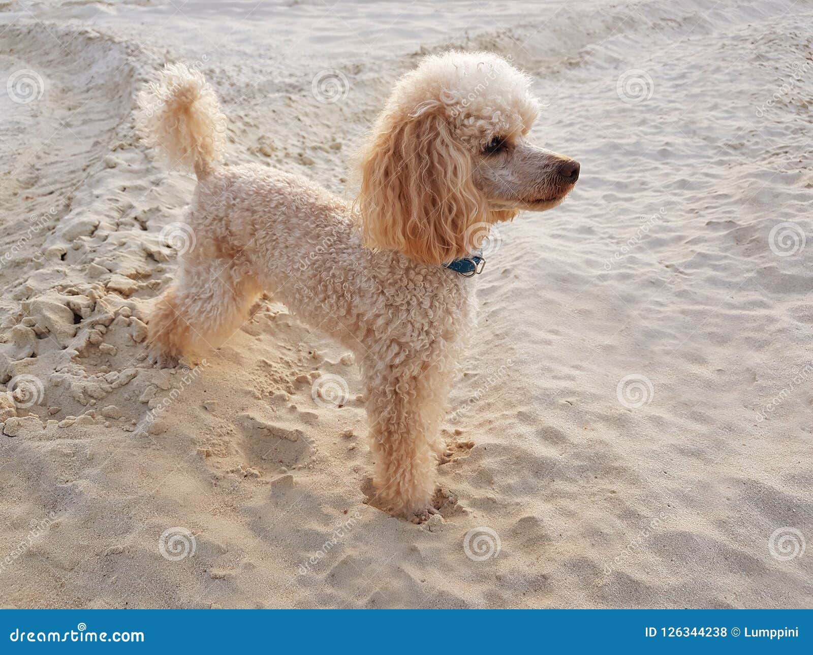 cream miniature poodle