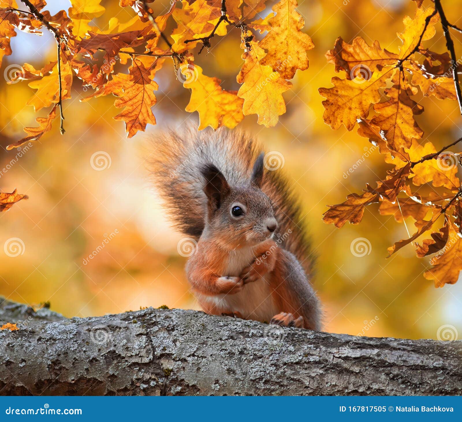 Cute Portrait with Beautiful Fluffy Red Squirrel Sitting in Park on a Tree Oak with Bright Golden Foliage Stock Image - Image of fluffy, sunny: 167817505