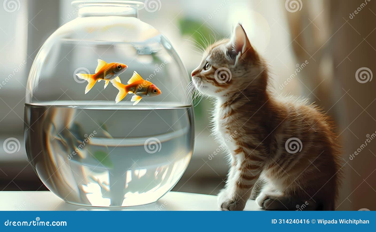 cute portrait fluffy kitten cat staring at fish tank background photograph, hd background, wallpaper, bannek