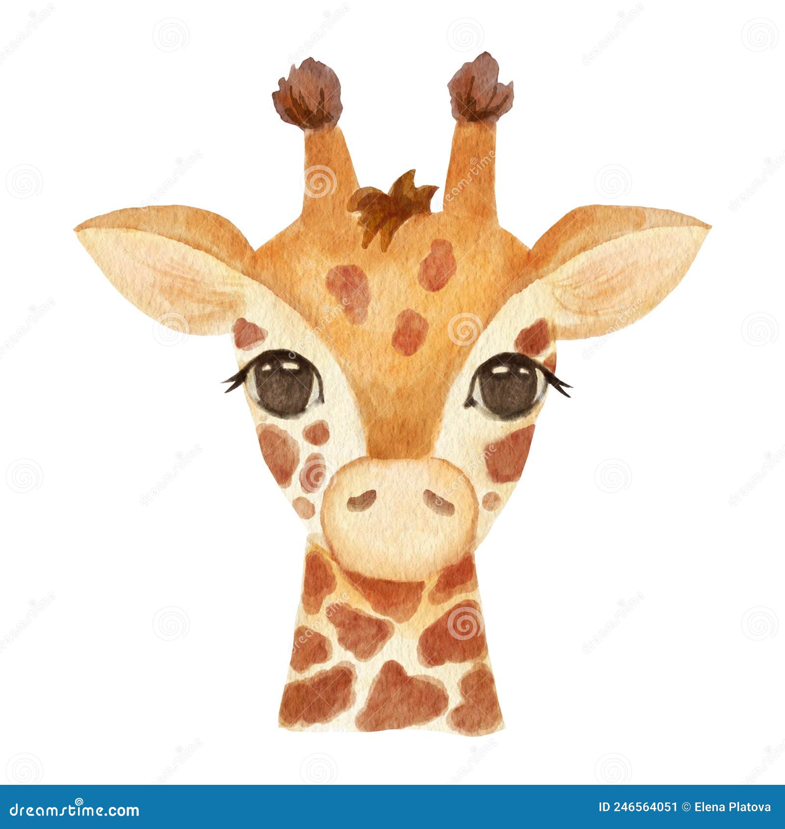 Baby Rothschilds giraffe ink illustration Drawing by Loren Dowding - Fine  Art America