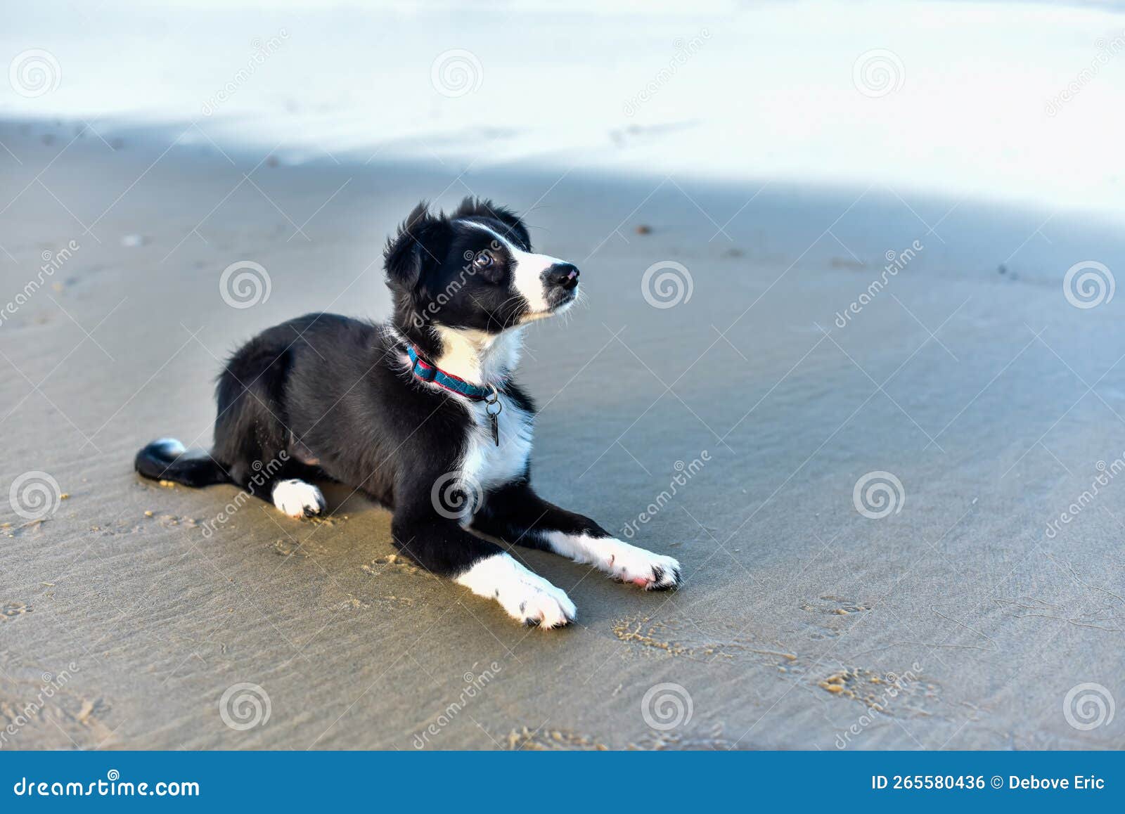 cute portrait of a young border collie waiting on the sand beach