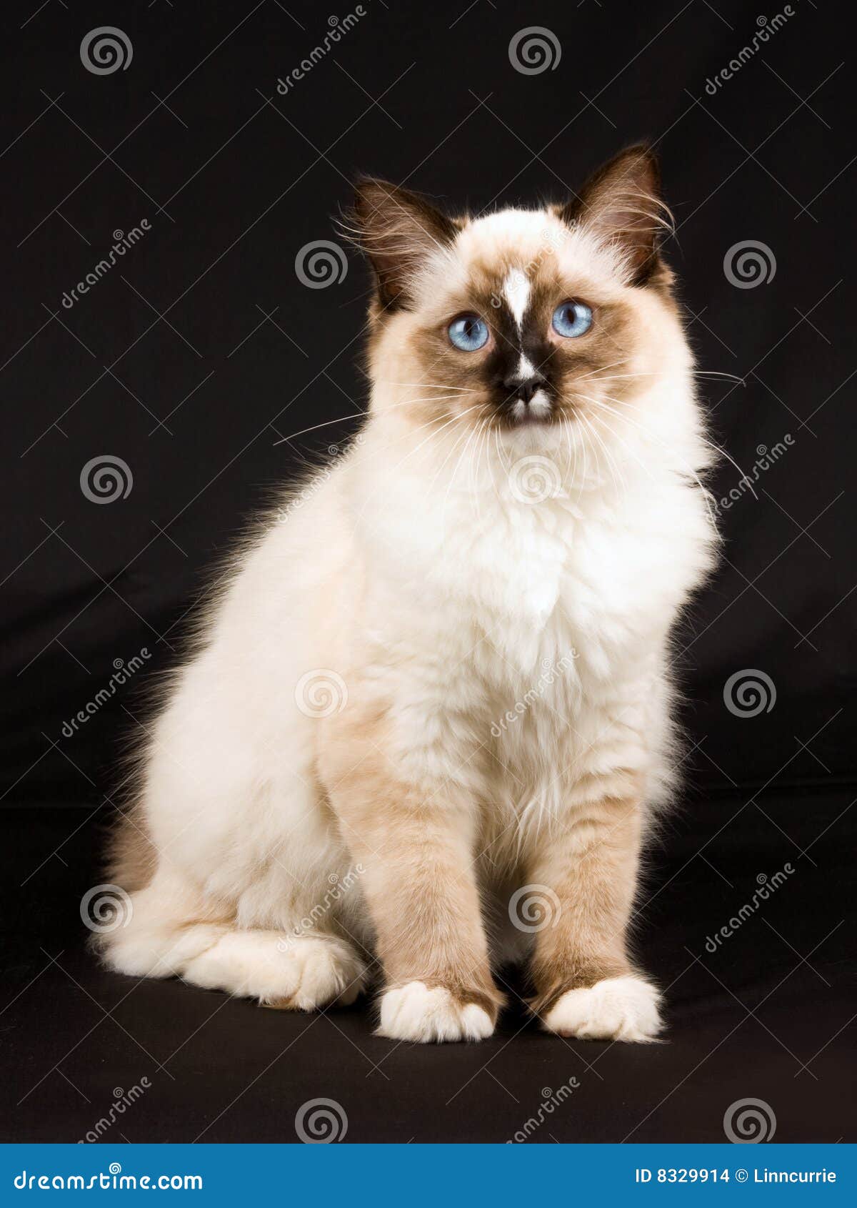 Cute Pretty Ragdoll Kitten on Black Background Stock Photo - Image of ...