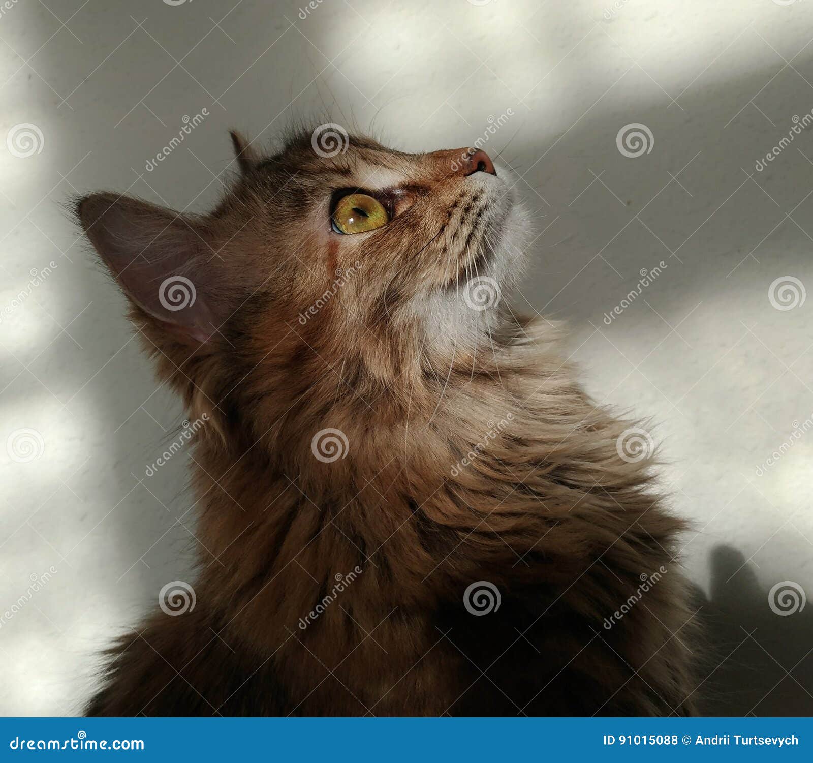 Cute Profile Of Fluffy Cat Close Up Stock Photo Image Of House Background Cute Profile Of Fluffy Cat Close Up Stock Photo Image Of House Background