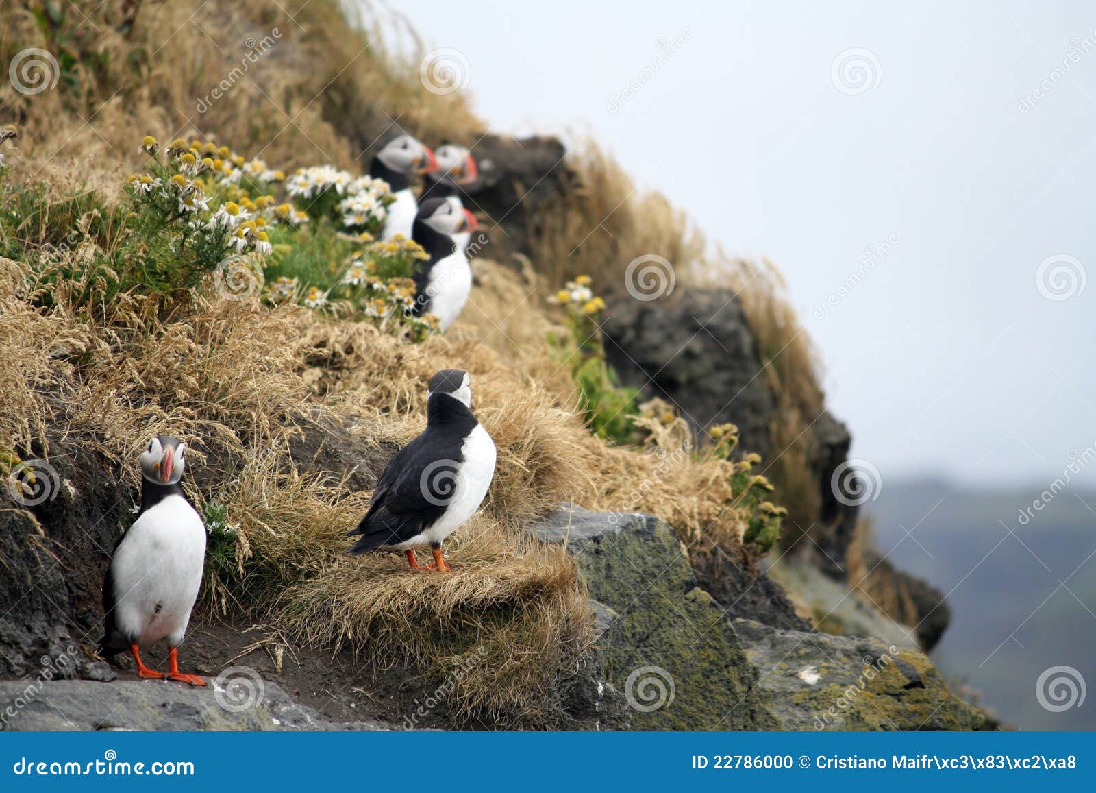 Cute puffins on cliff stock photo. Image of cliff, scenic 22786000