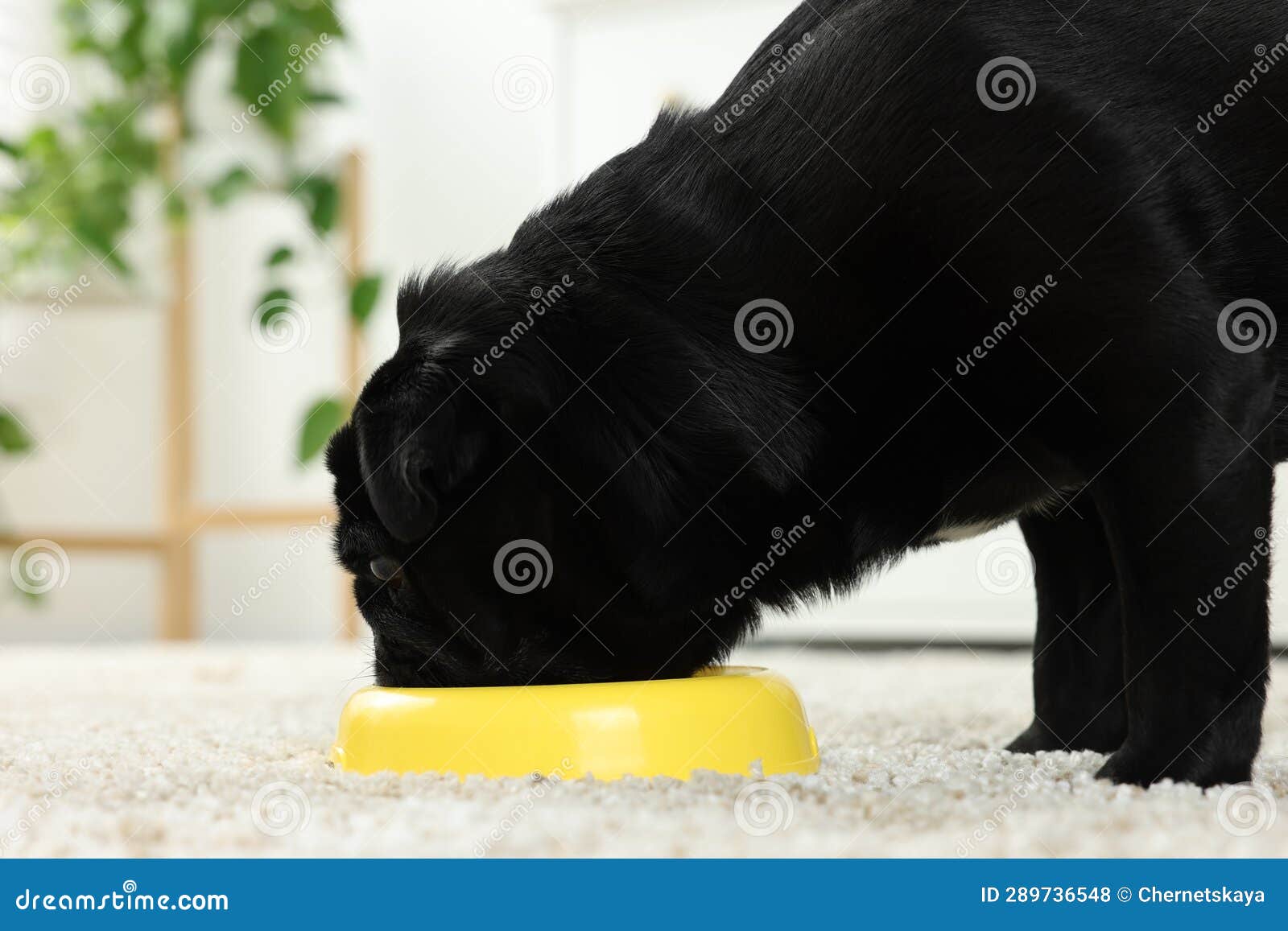 Cute Pug Dog Eating from Plastic Bowl in Room Stock Photo Image of