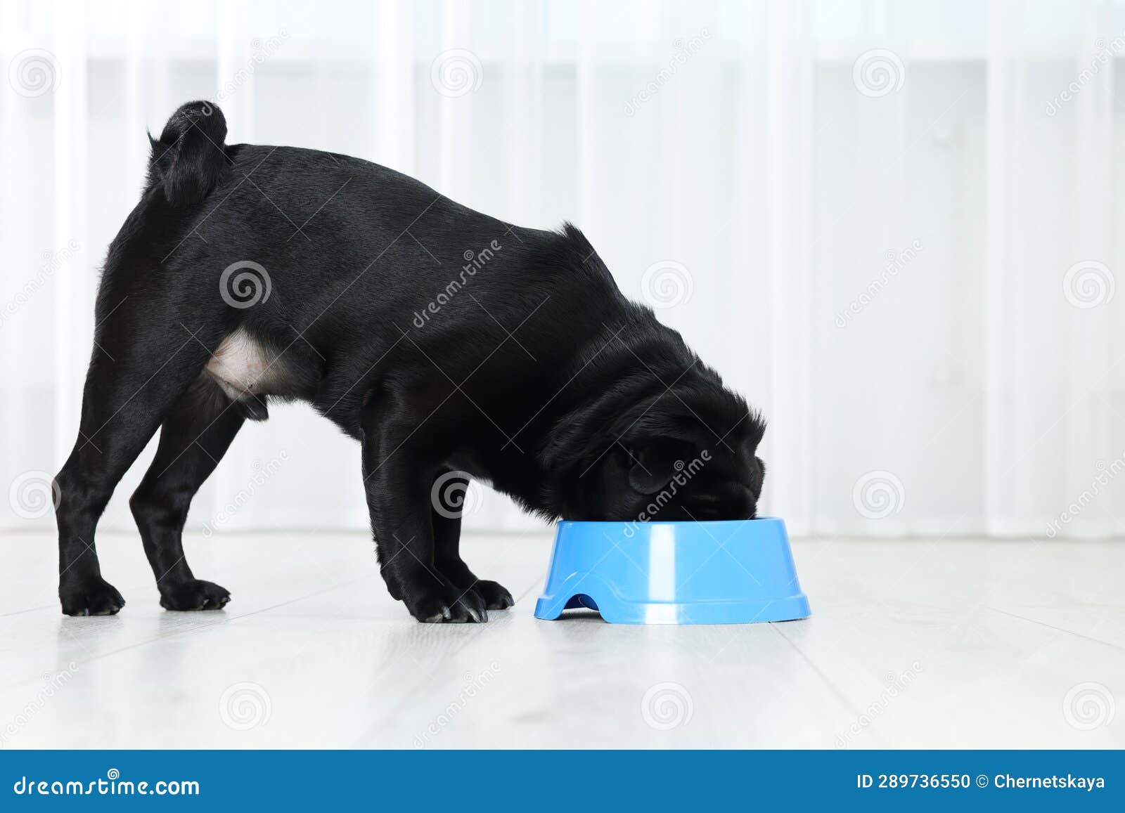 Cute Pug Dog Eating from Plastic Bowl in Room, Space for Text Stock
