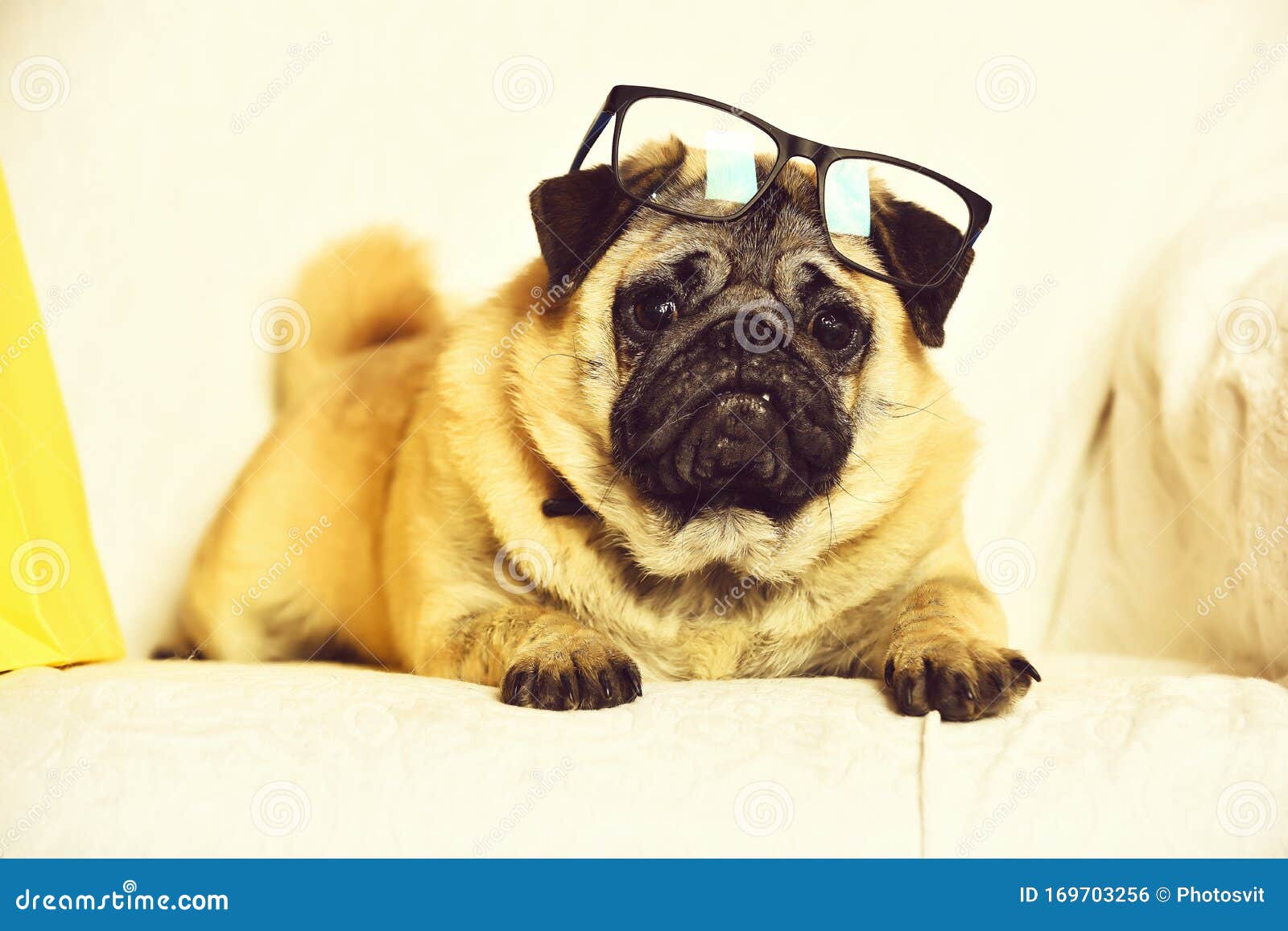 pug dog with glasses