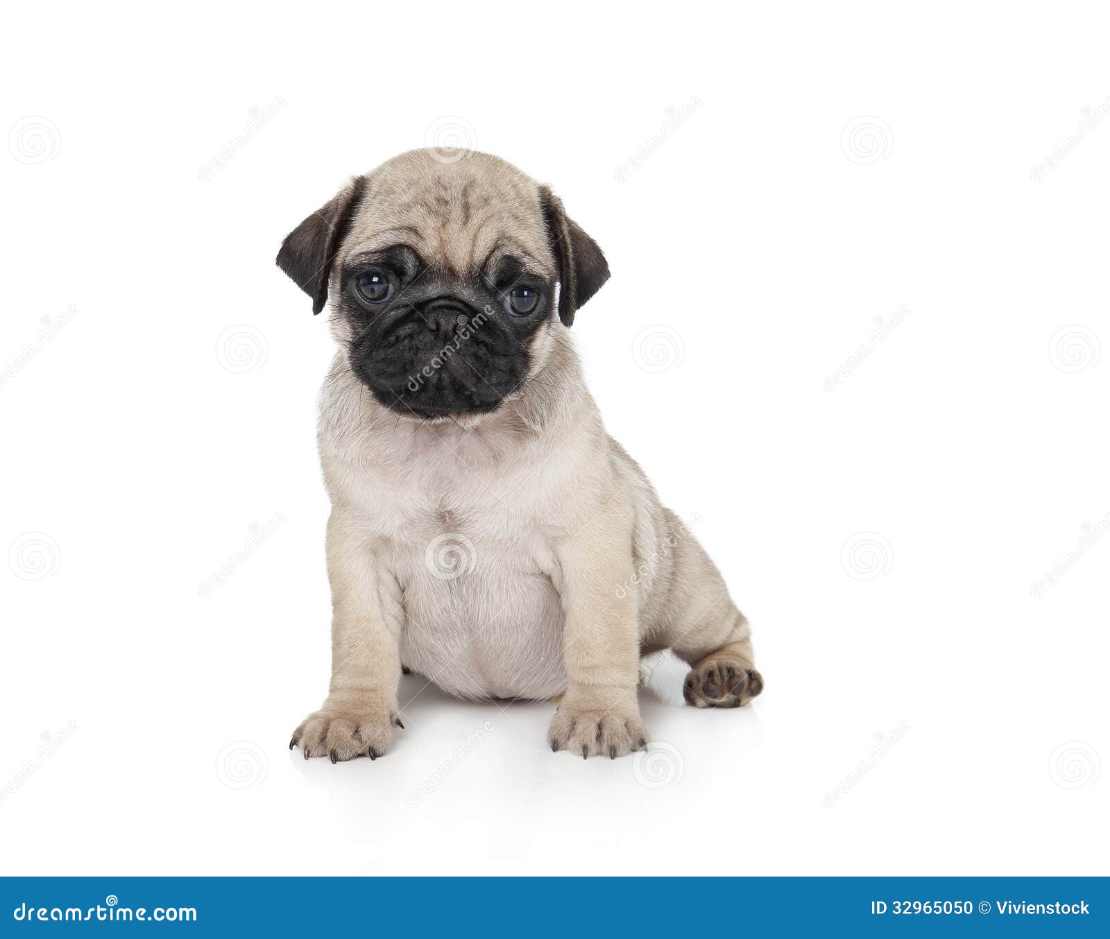 looking for pug puppies