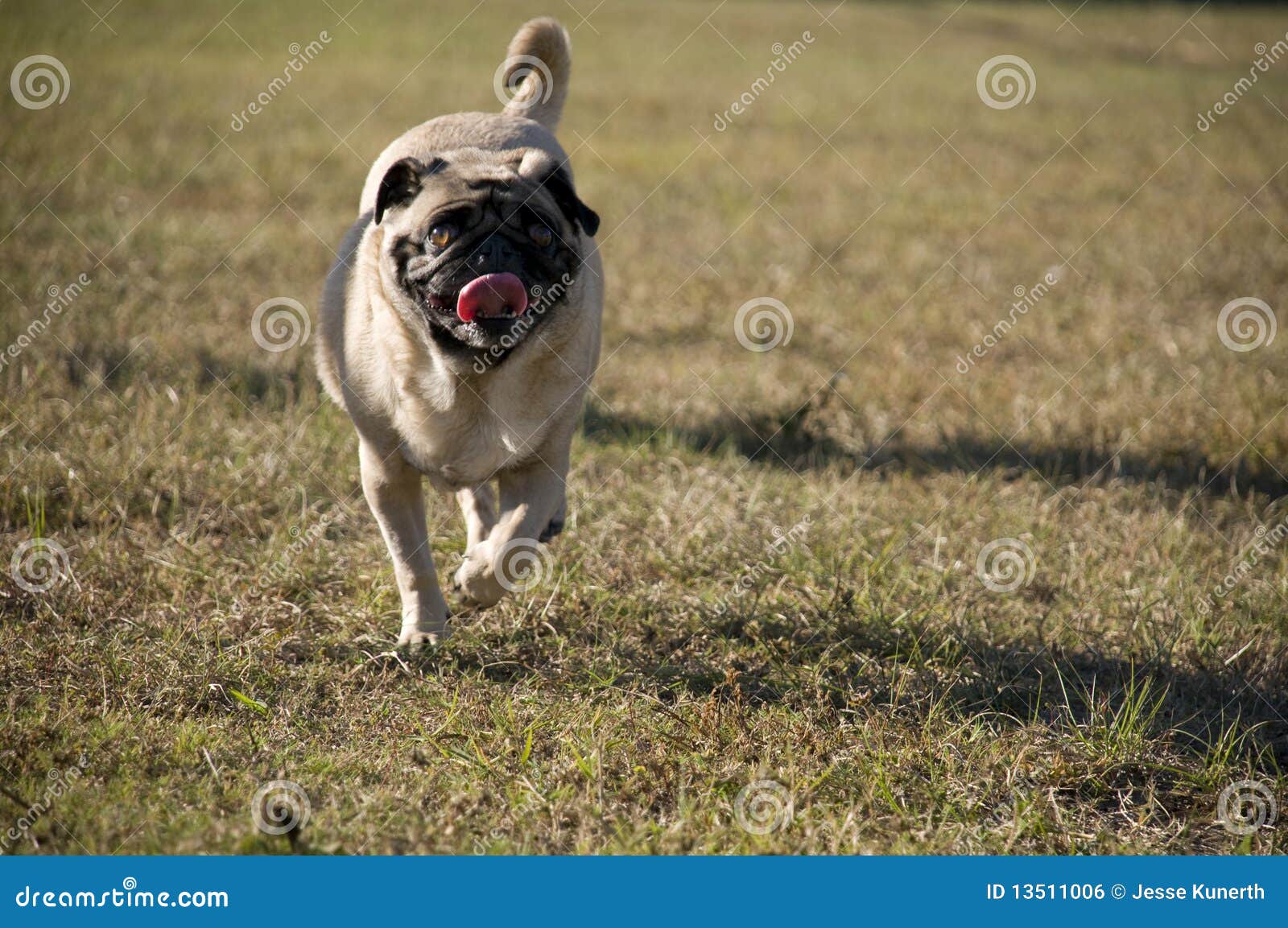 Cute Pug Running stock photo. Image of grass, animal 13511006