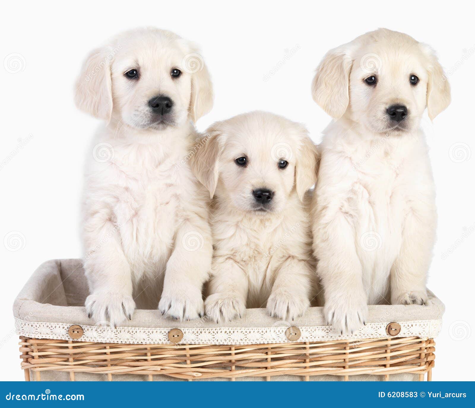 Cute Puppies in Basket. Isolated Stock Image Image of animal