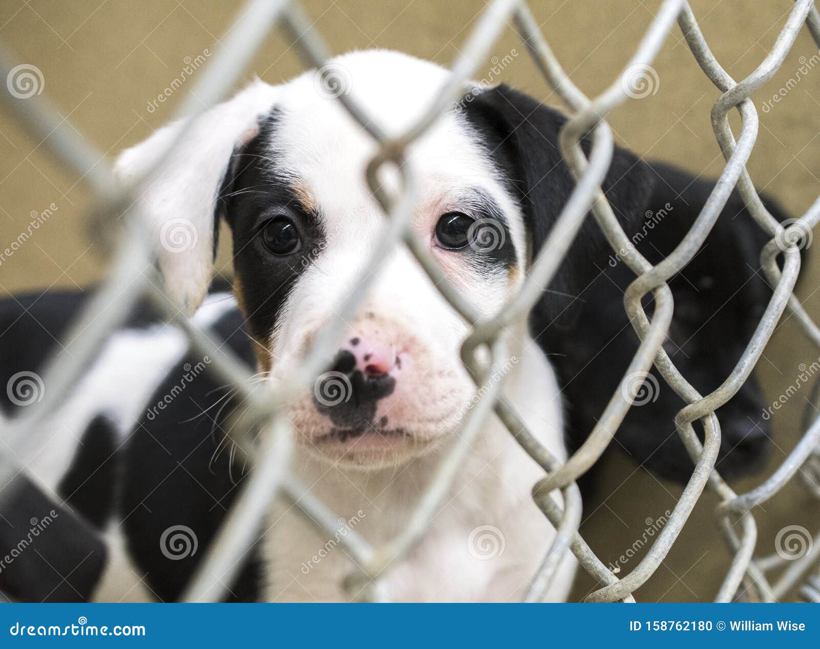 Cute Puppies in Chain Link Kennel in the Dog Pound Waiting for Adoption  Stock Photo - Image of chain, kennel: 158762180