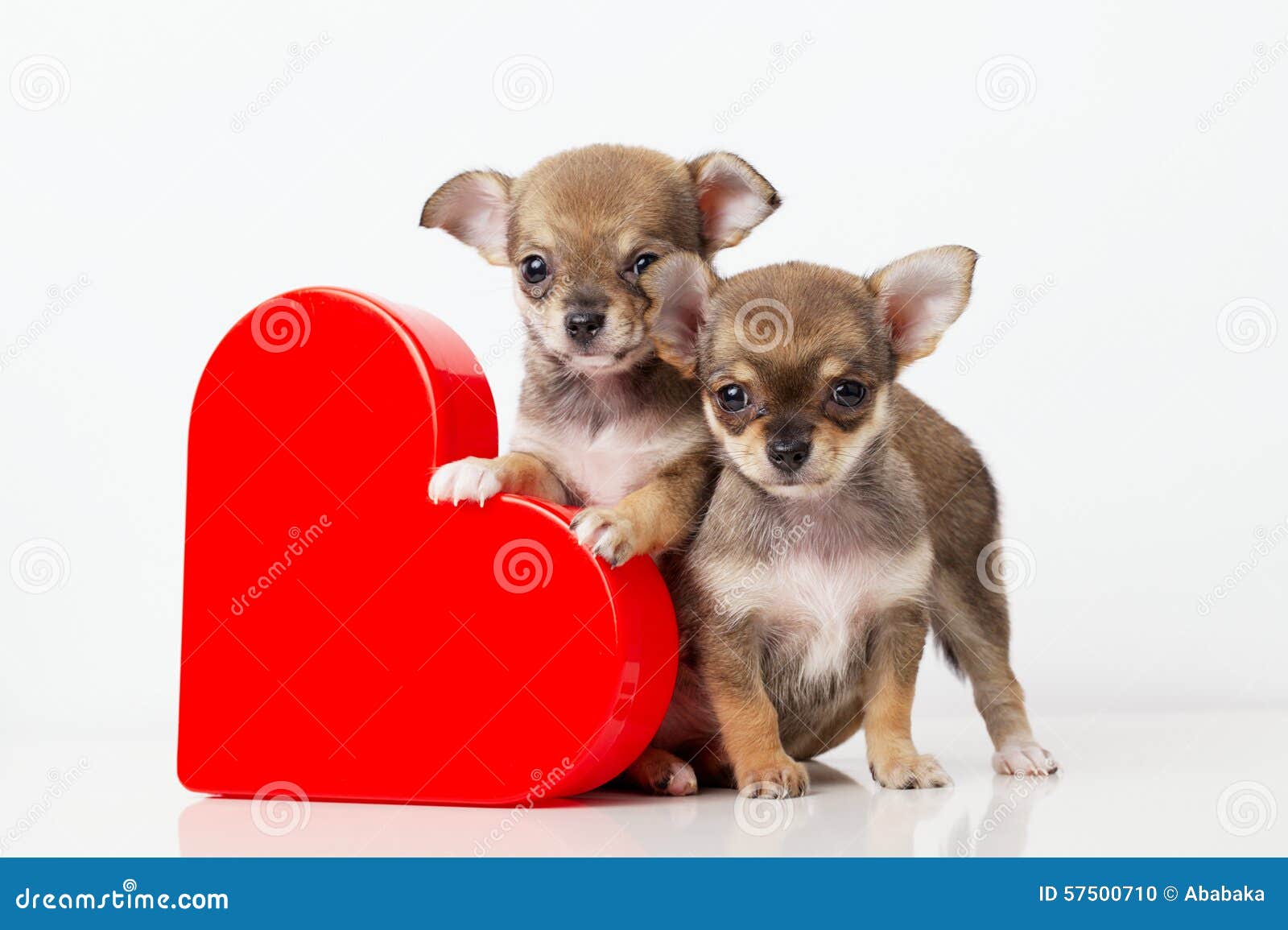 Droll Chihuahua Pictures Of Cute Puppies