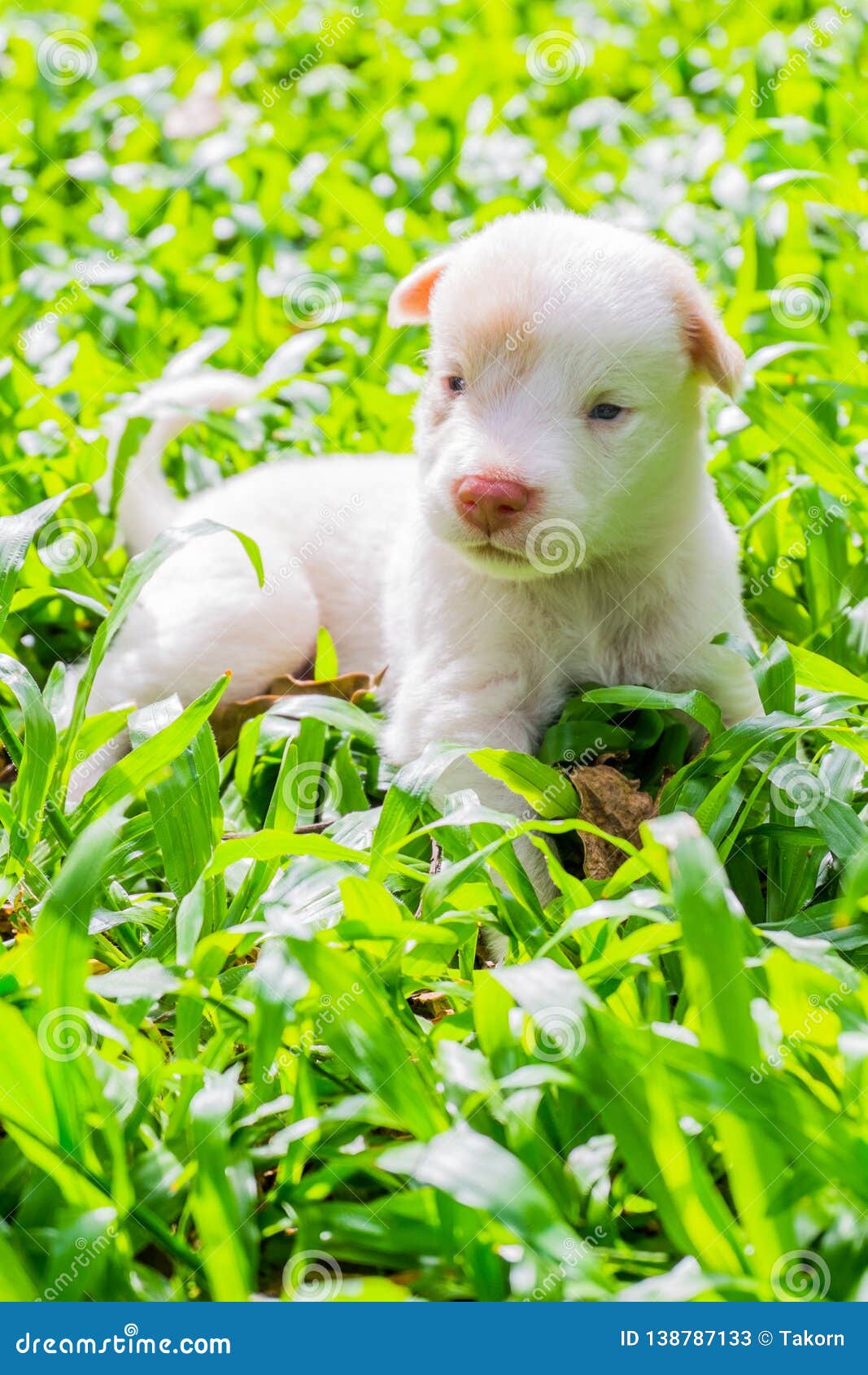 Cute Puppies Just Learn To Run Explore The World On The Grass In