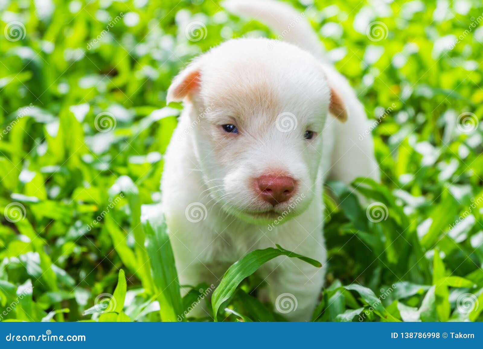 Cute Puppies Just Learn To Run Explore The World On The Grass In