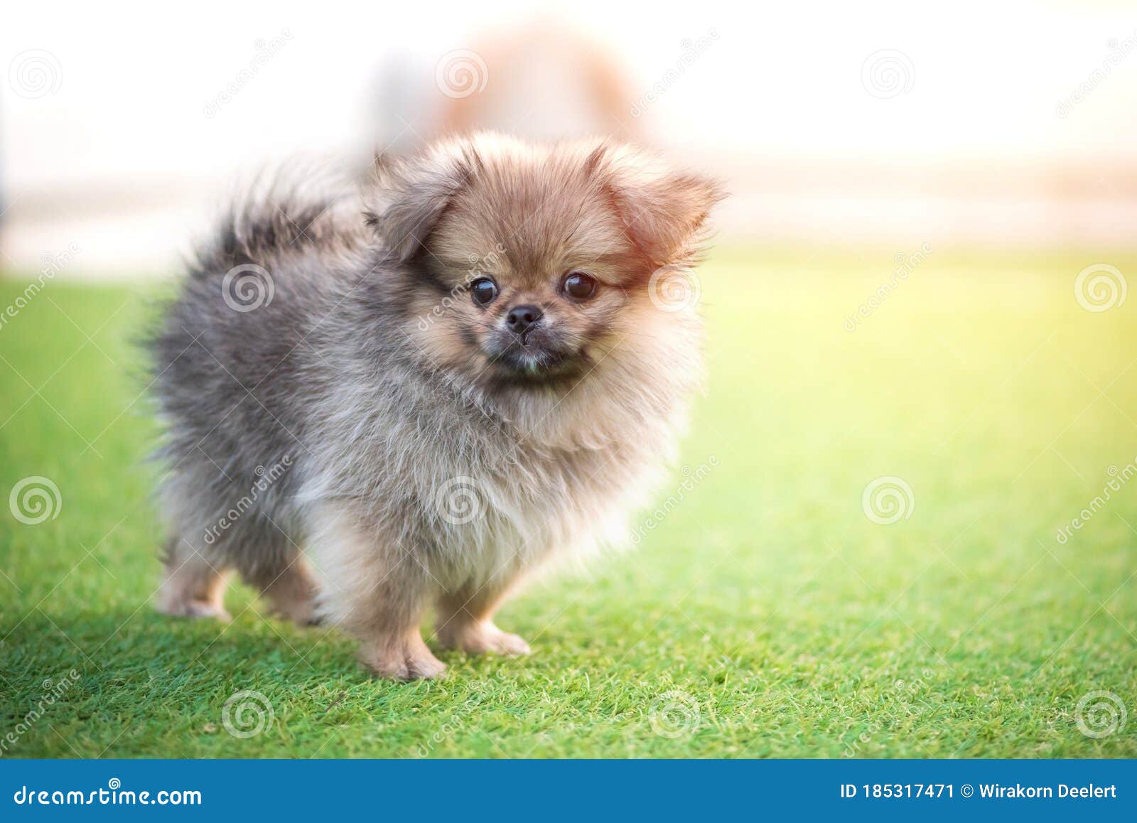 Ja margen Oxide Cute Puppies Pomeranian Mixed Breed Pekingese Dog Standing on the Grass  Stock Image - Image of domestic, hair: 185317471