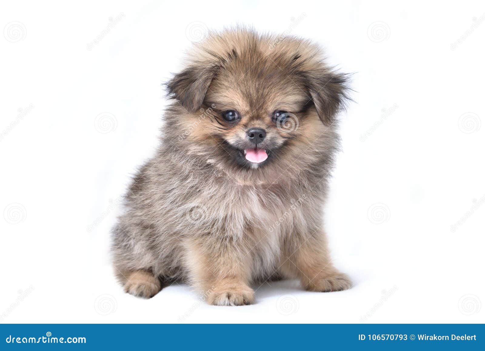 what are pomeranians mixed with