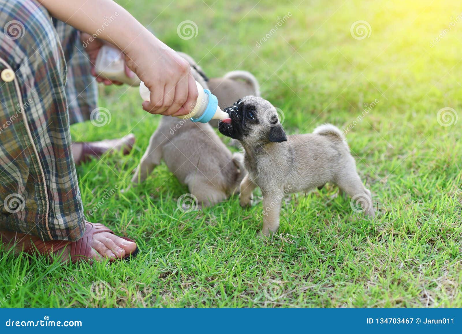 Puppies Pug Eating Goat Milk Stock Image - Image of ...