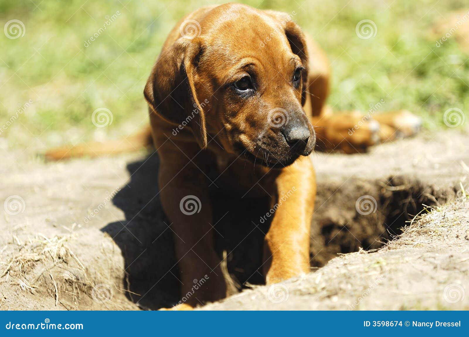 Do Puppies Grow Out Of Digging