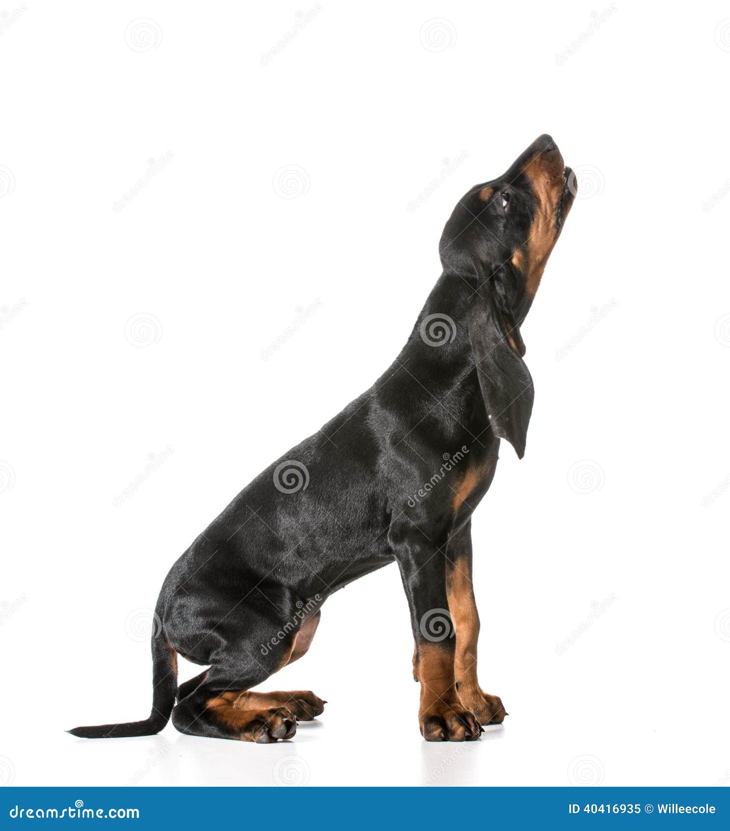 Cute puppy stock image. Image of hunter, coonhound, puppy - 40416935, image size:1486x1690